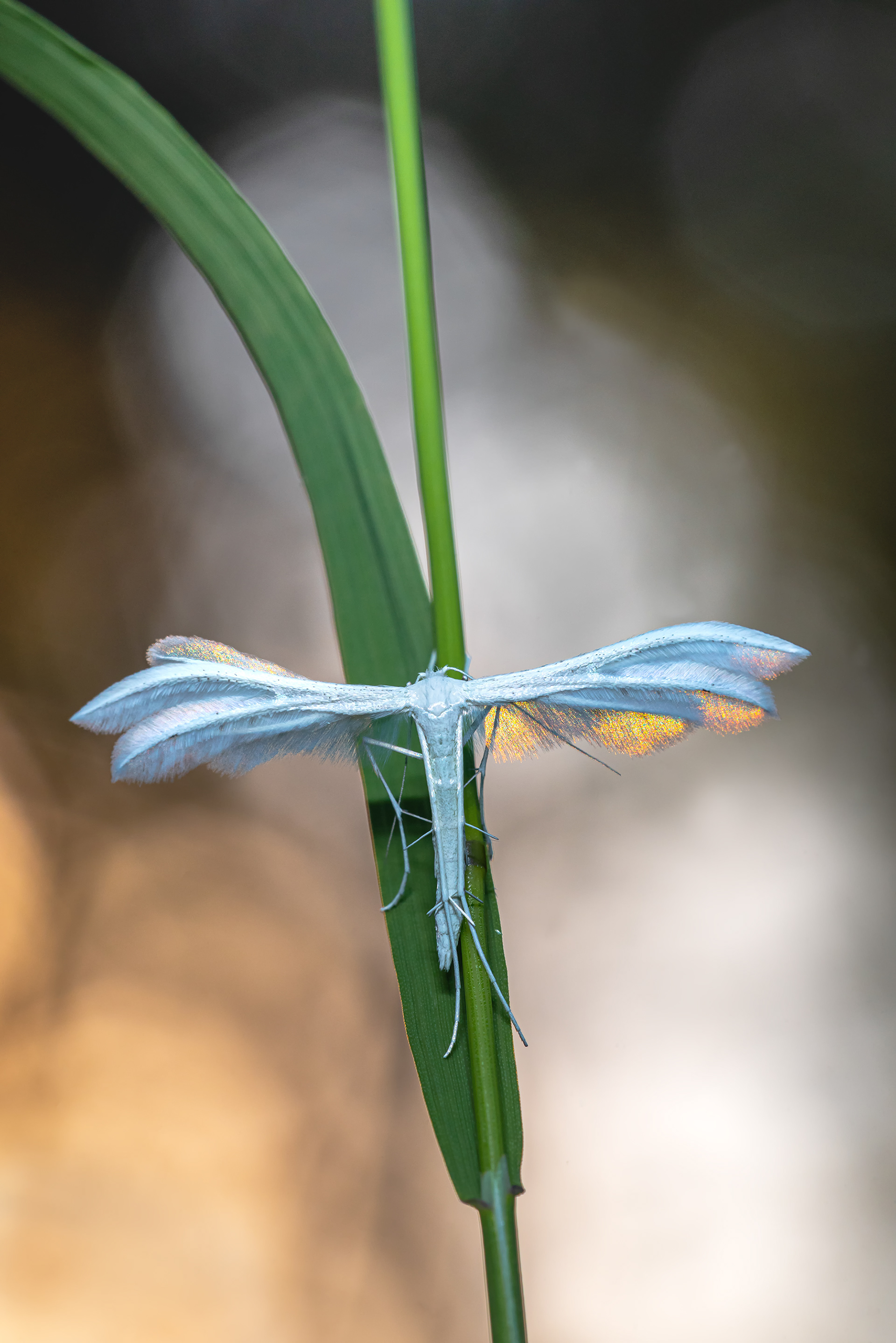 Schlehengeistchen  Pterophorus pentadactyla