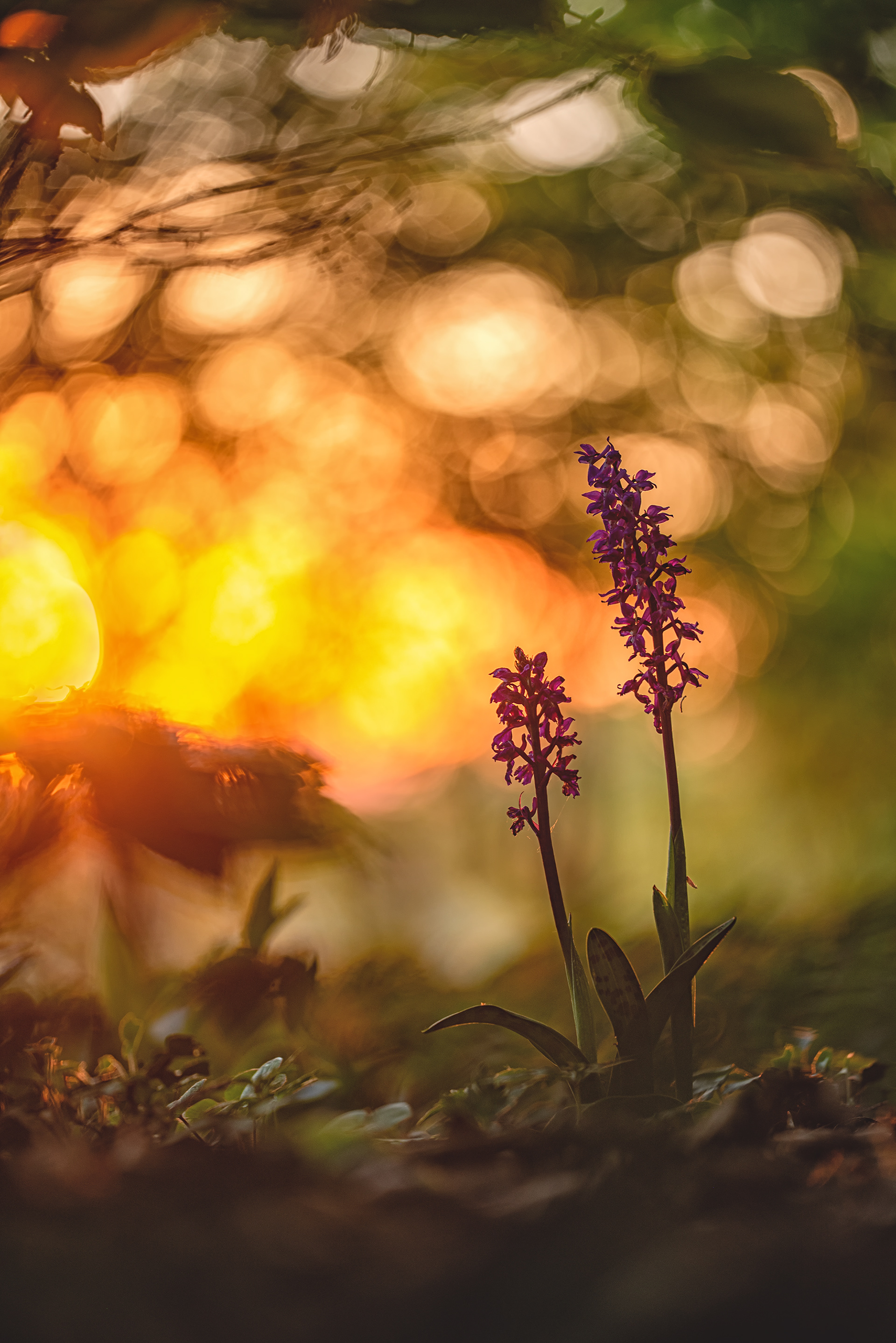 Männliche Knabenkraut (Orchis mascula)