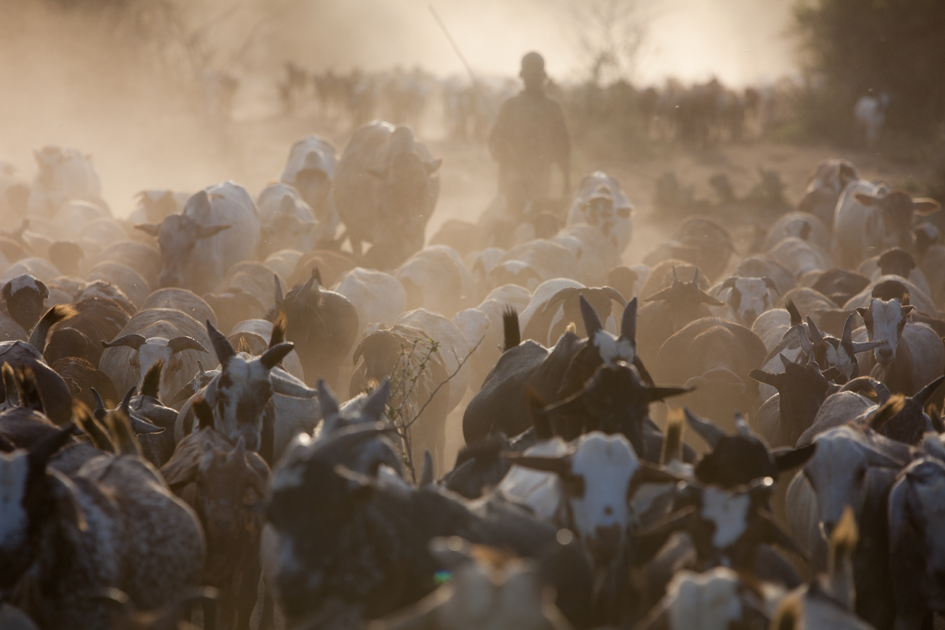 Each herd represents several thousand head of cattle, the only wealth of the Turkanas, who make no real trade.