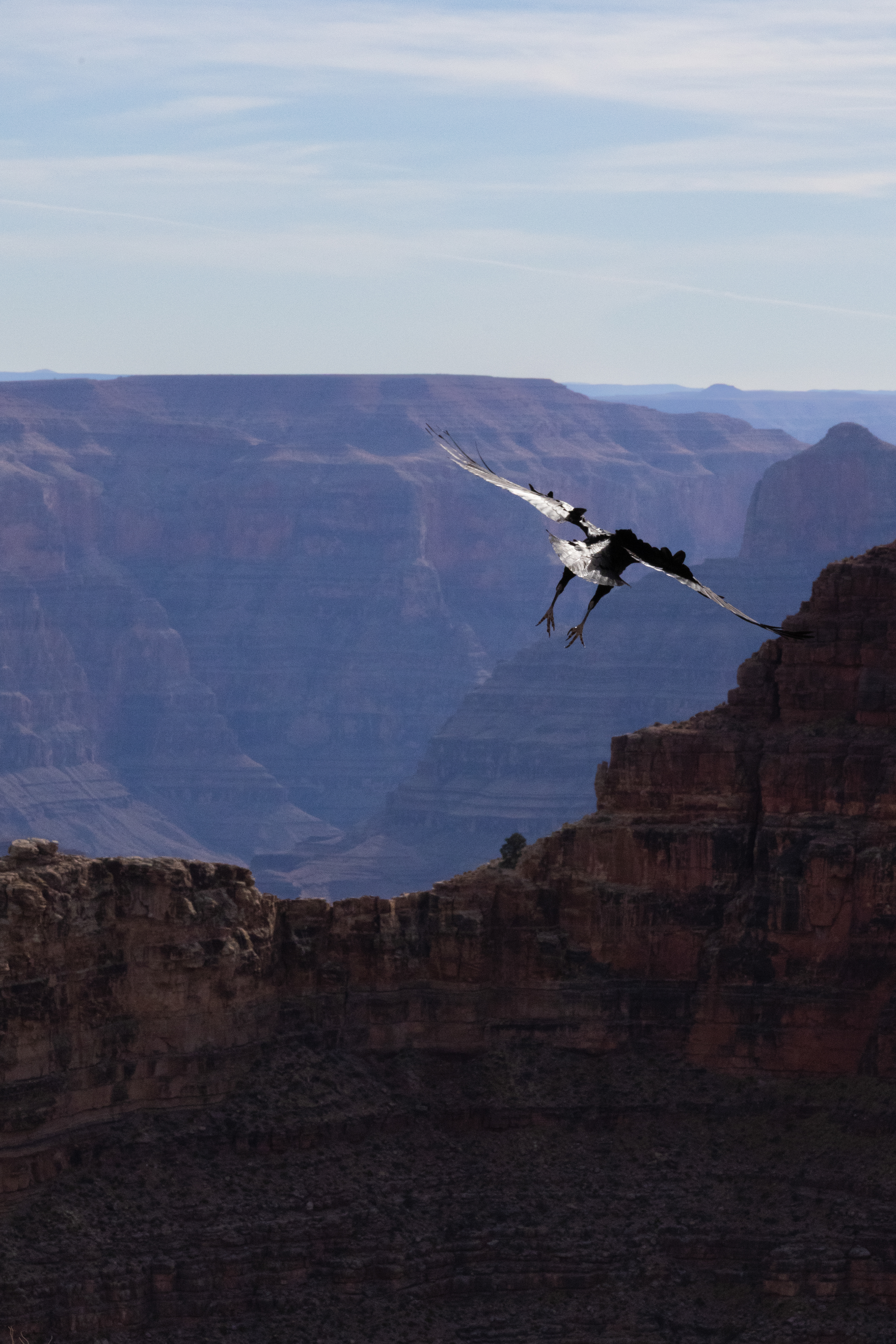 Grand Canyon 2024