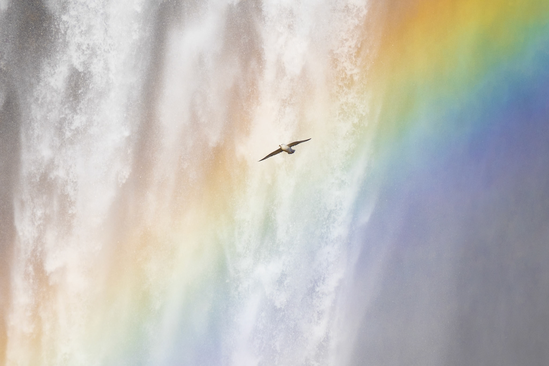 Fulmar, Skógafoss Waterfall, Southern Iceland