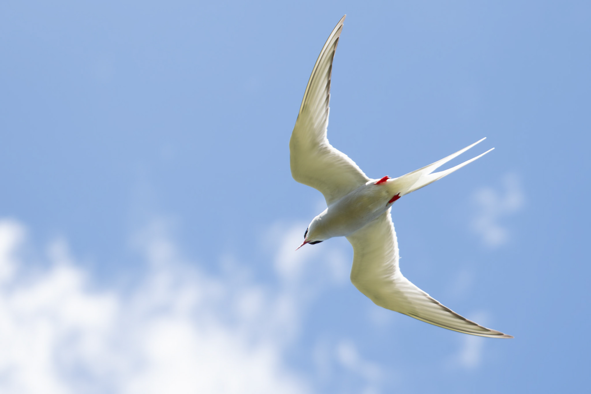 Arctic Tern, Ireland