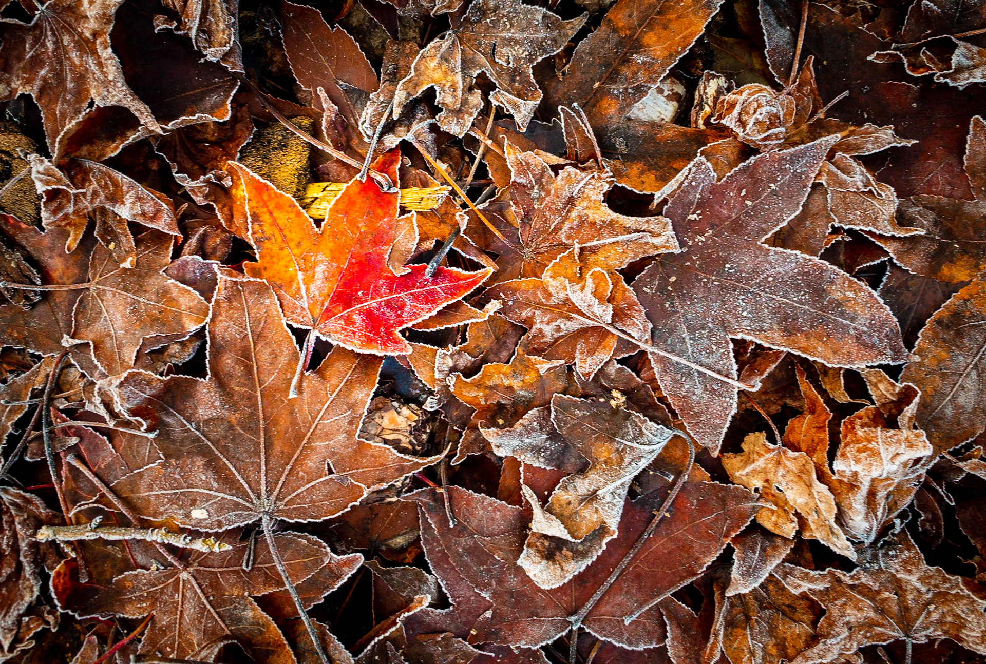 Autumn Colors