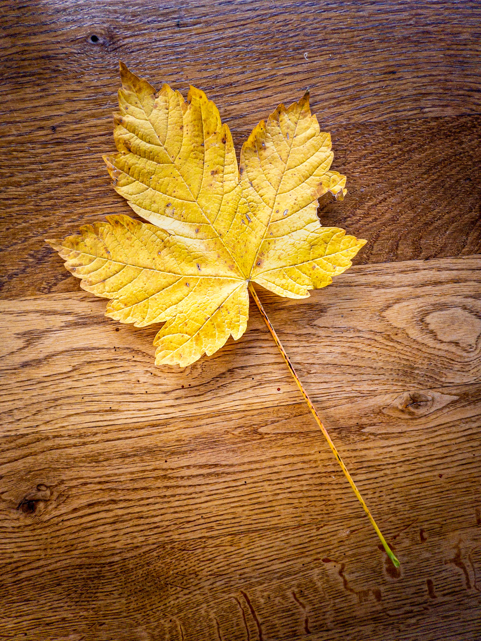 Autumn Leaf