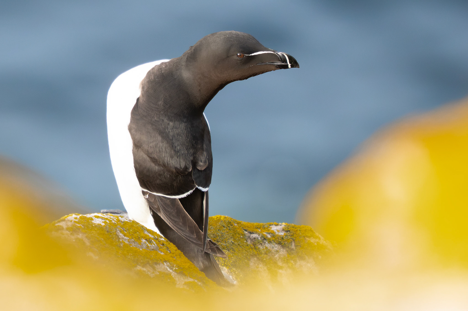 Razorbill, Ireland