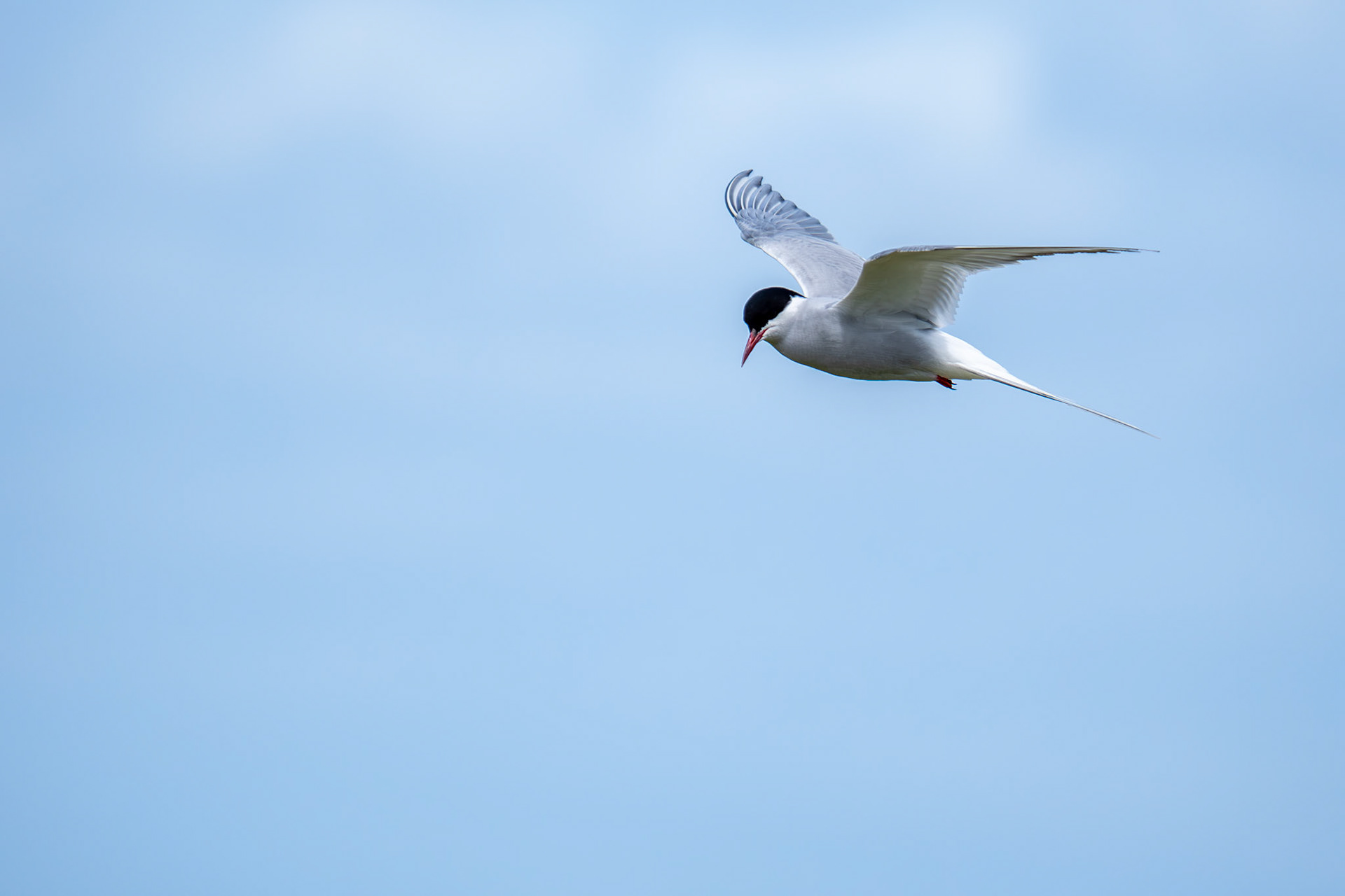 Arctic Tern, Ireland