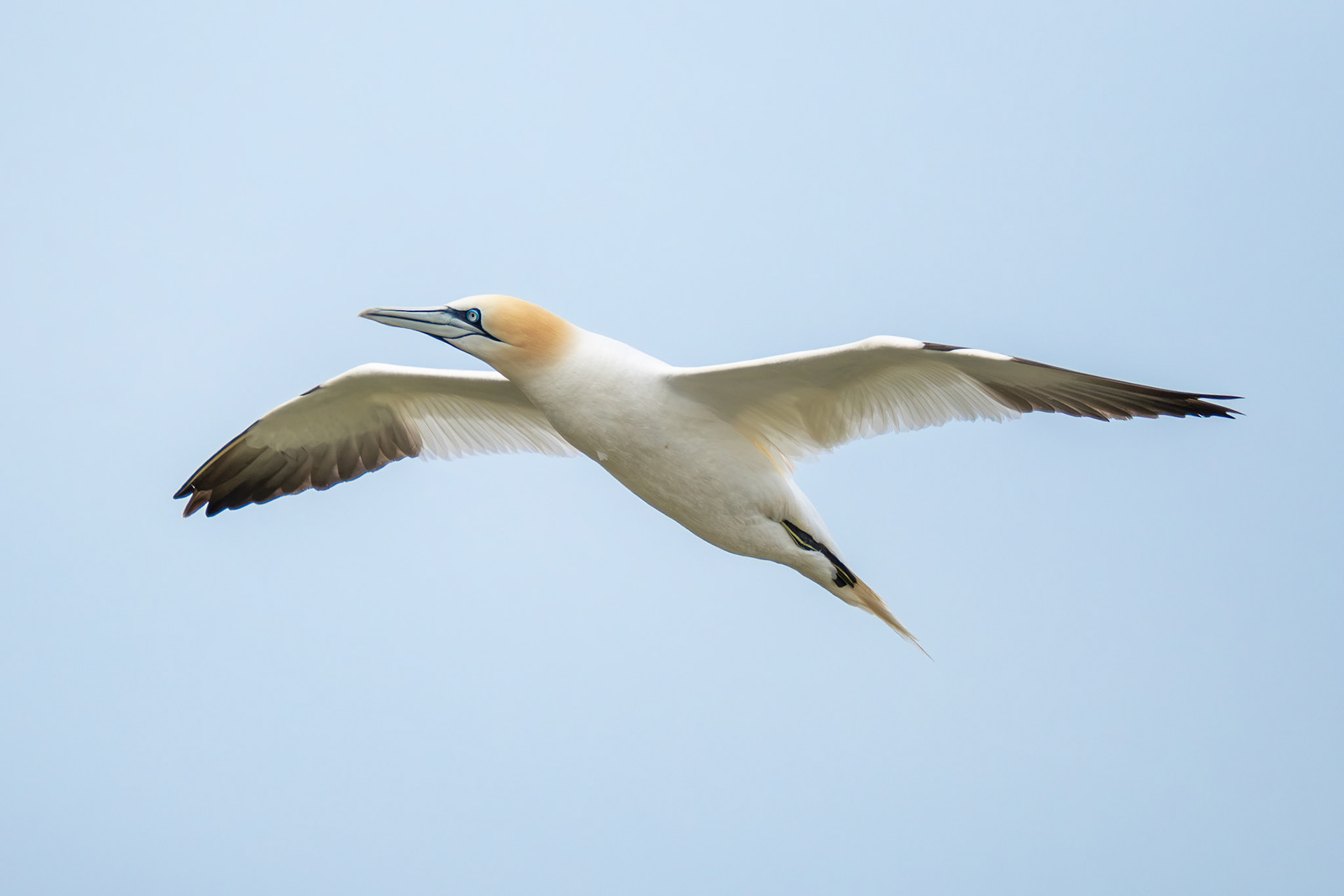 Gannet, Ireland