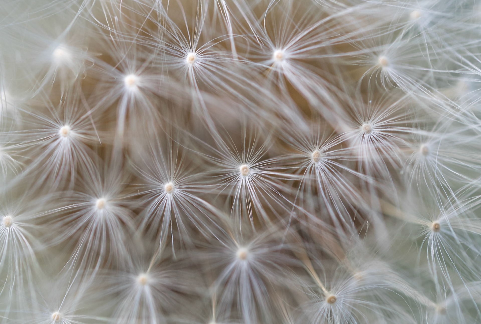 Dandelion, Macrophoyography