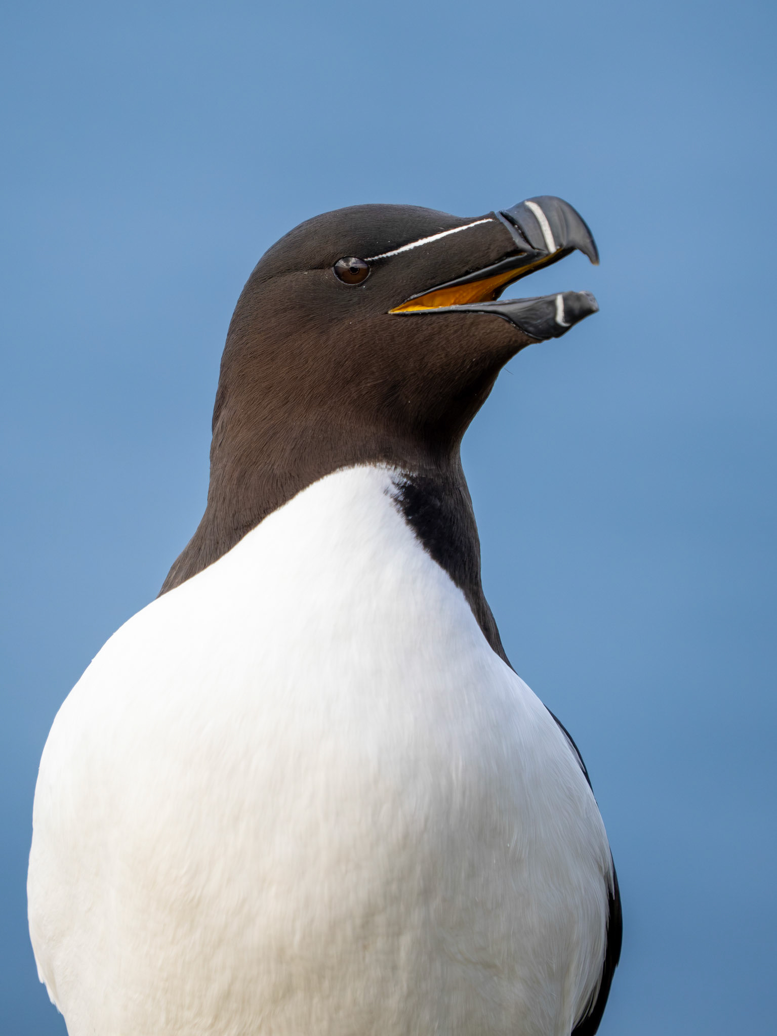 Razorbill, Ireland