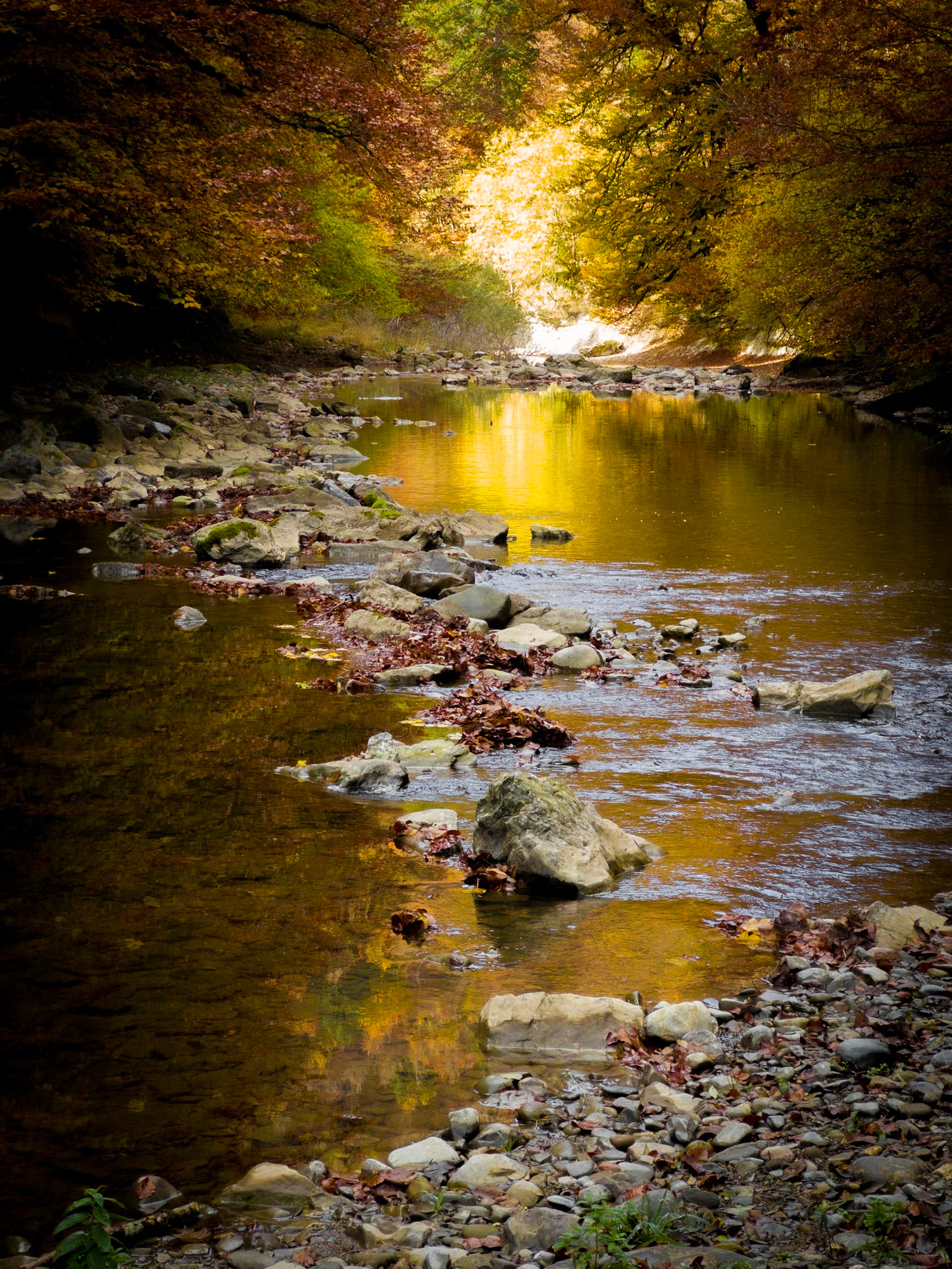 Selva de Irati, Nafarroa