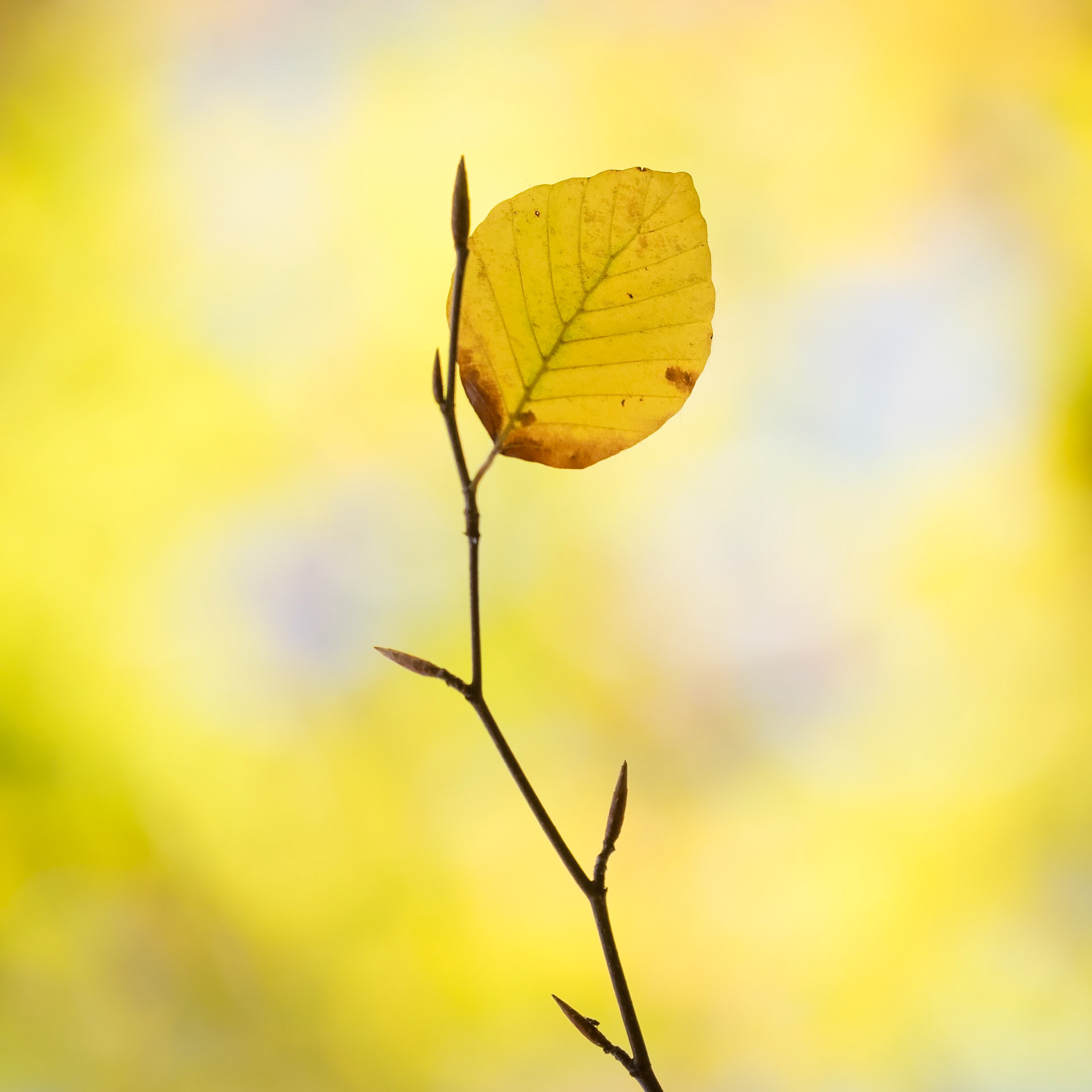 Autumnal Colors
