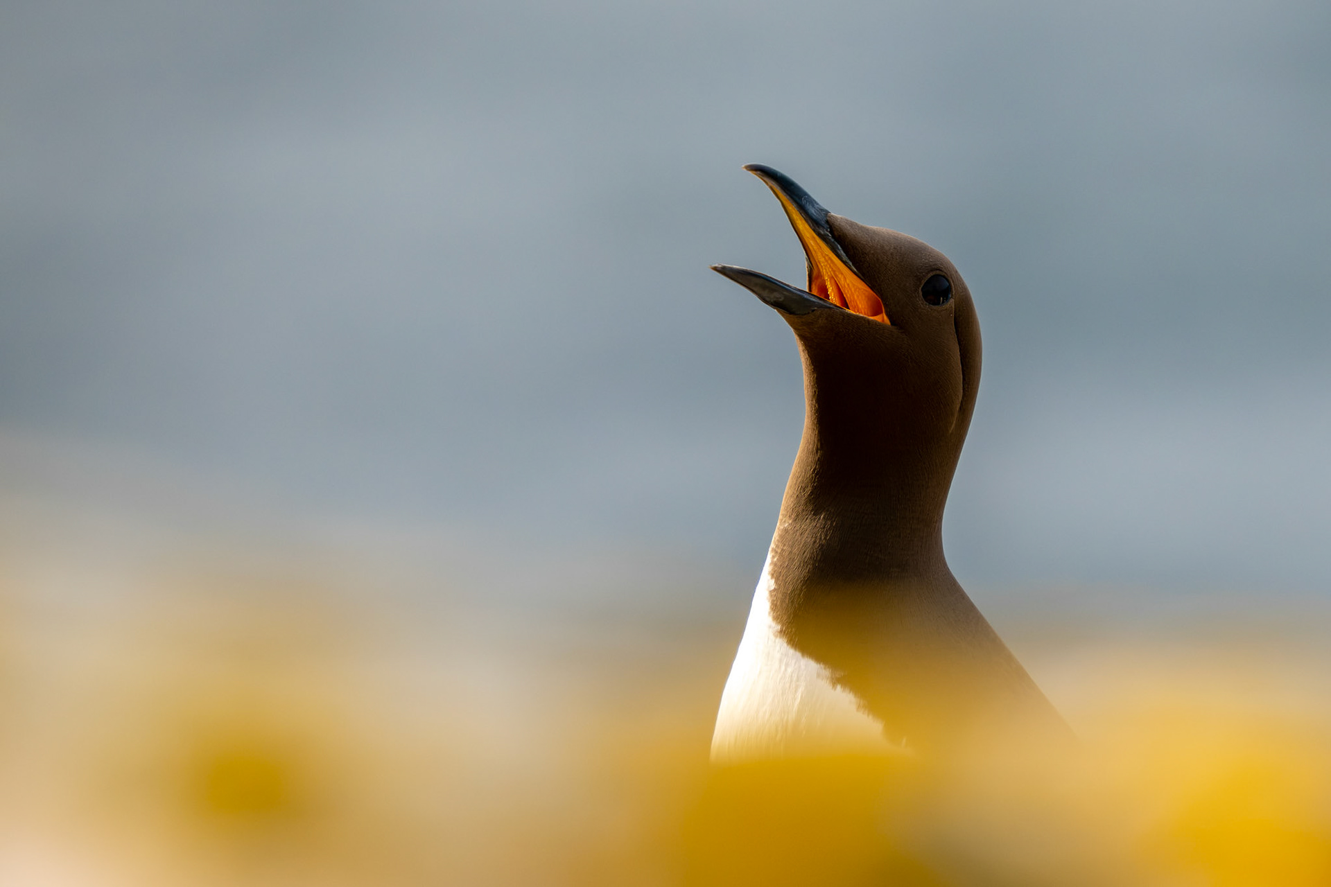 Common Guillemot, Ireland