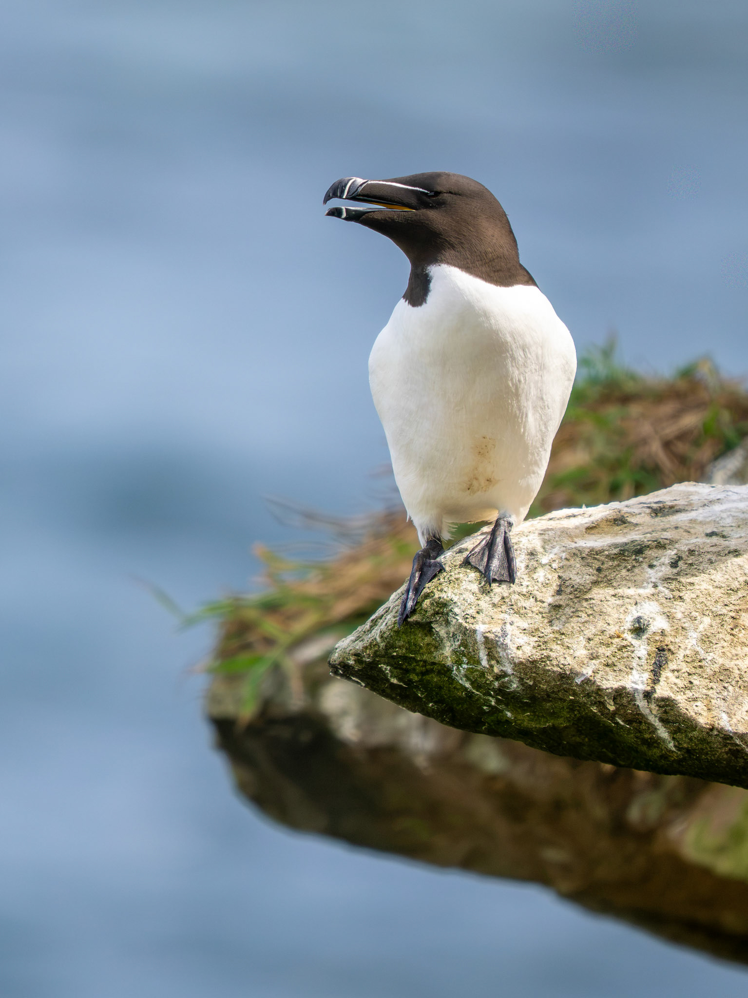 Razorbill, Ireland