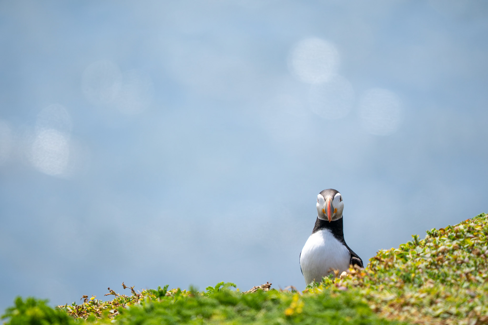 Puffin, Ireland