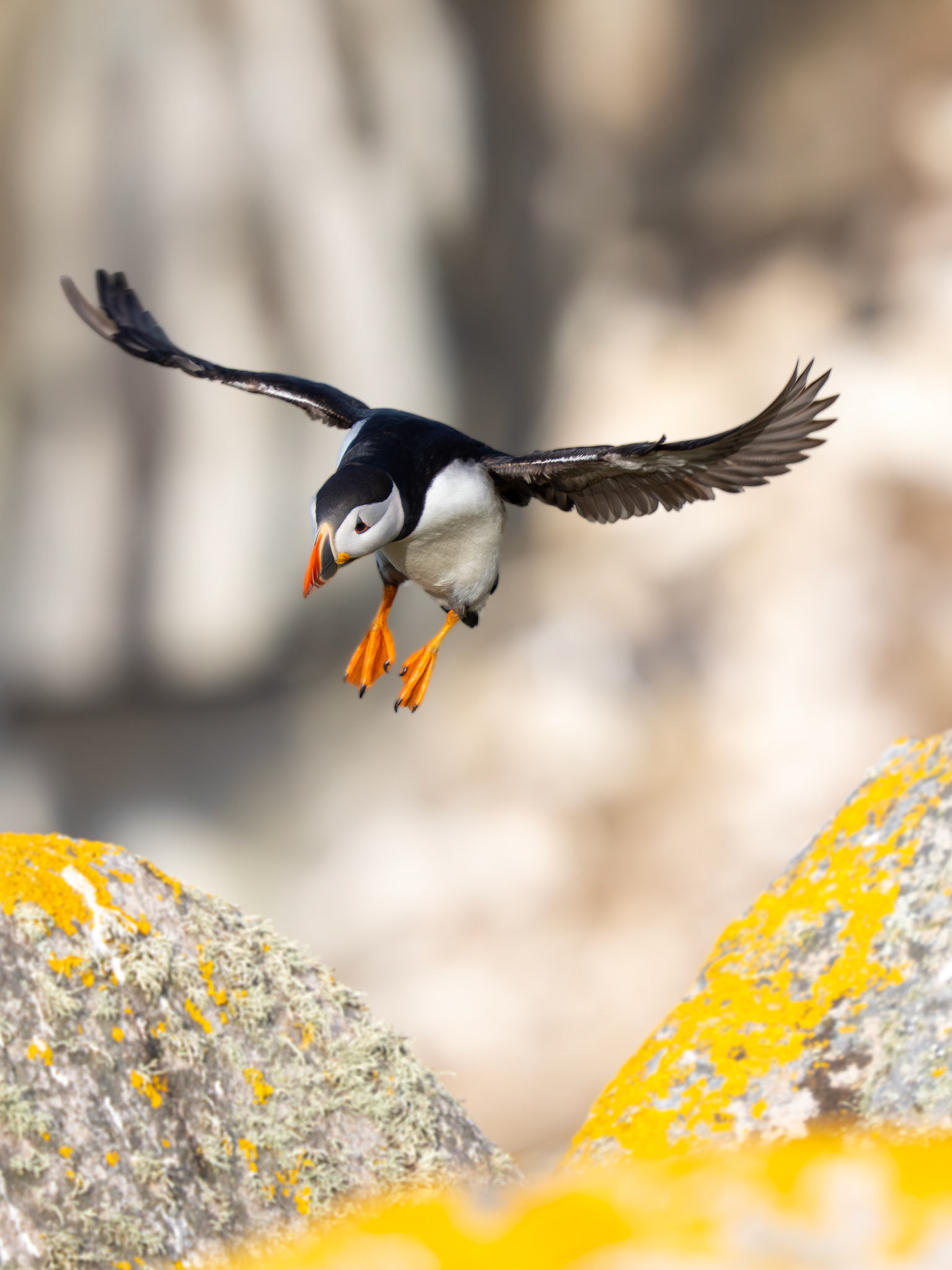 Puffin, Ireland