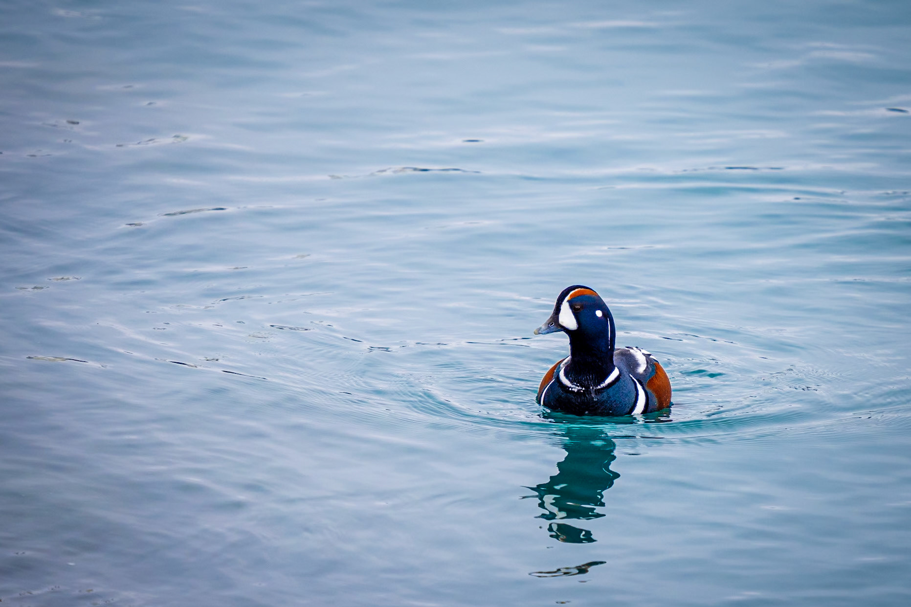 Harlequin Duck, Jökulsárlón, Southern Iceland