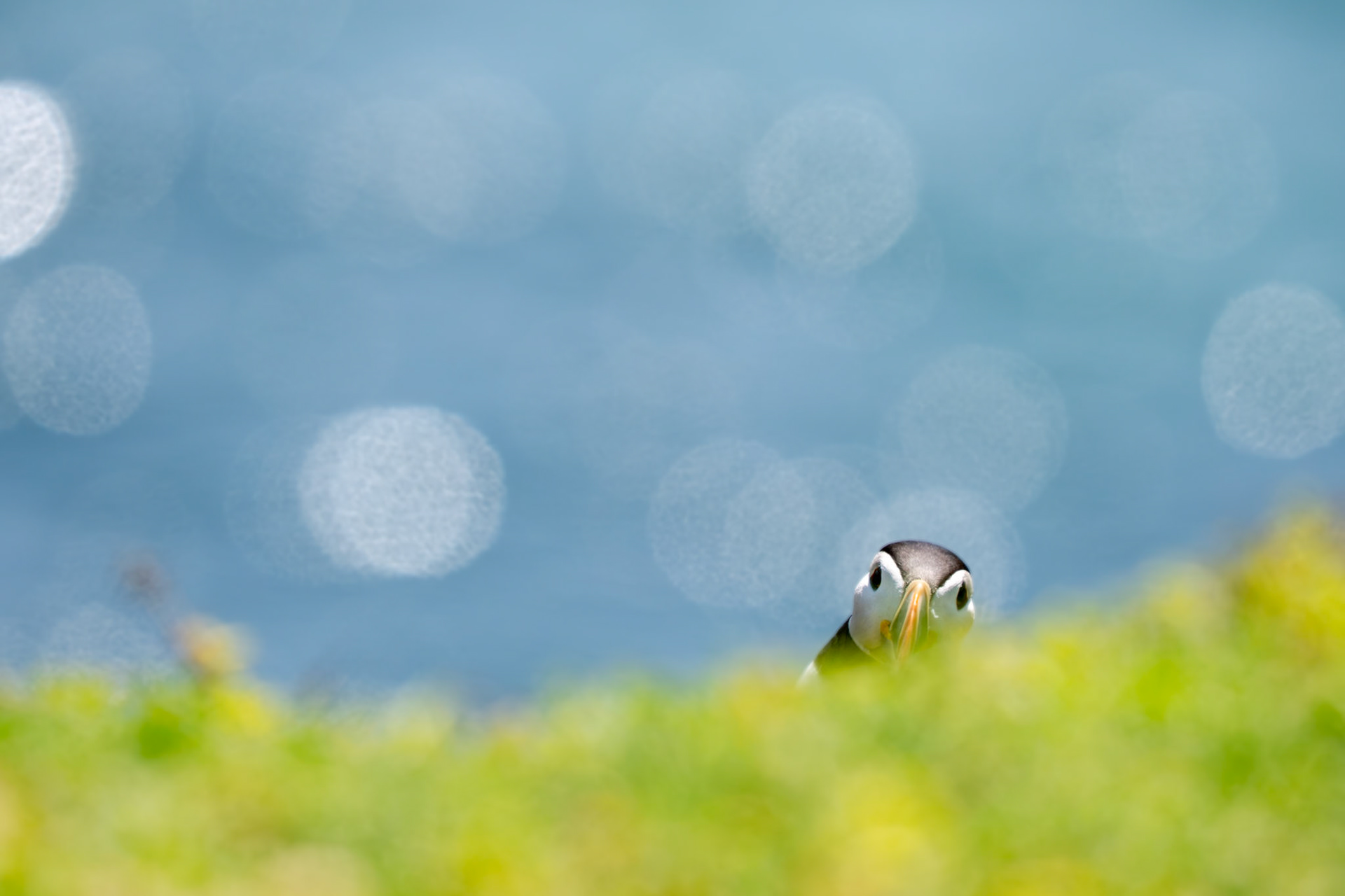 Puffin, Ireland