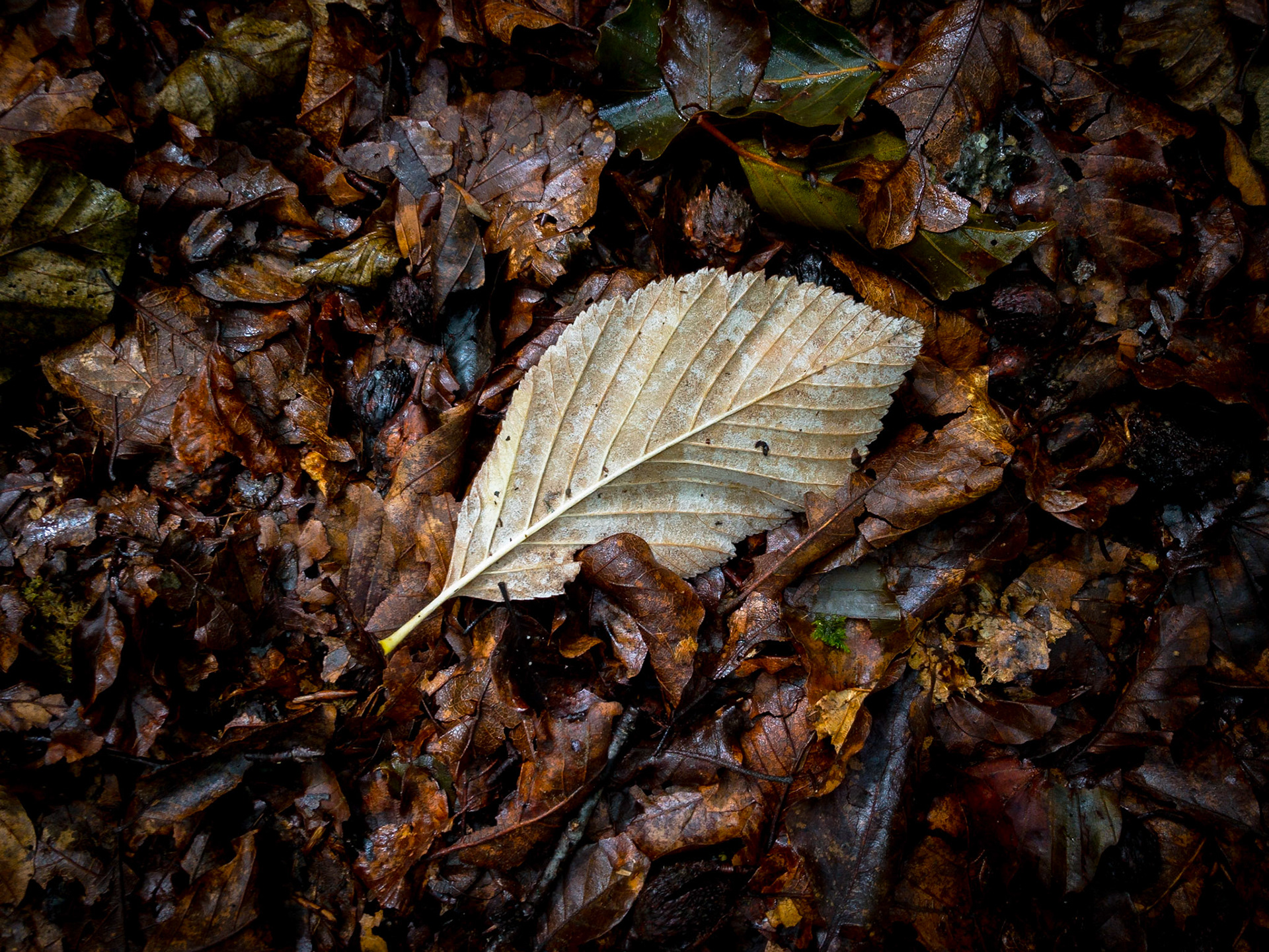 Leaf