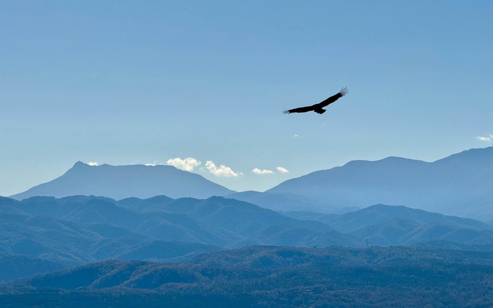 Griffon Vulture, Tavertet, Osona