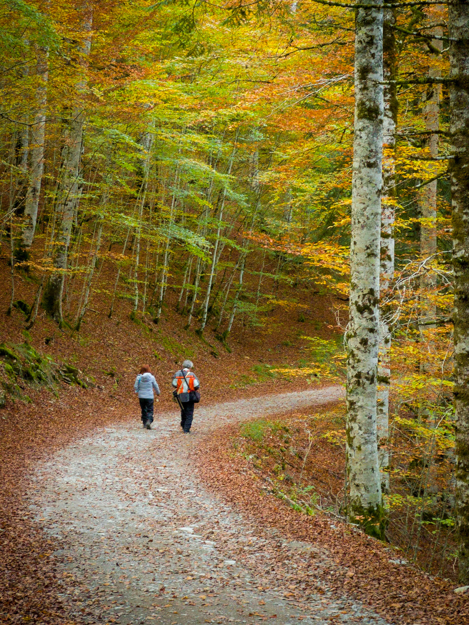 Selva de Irati, Nafarroa