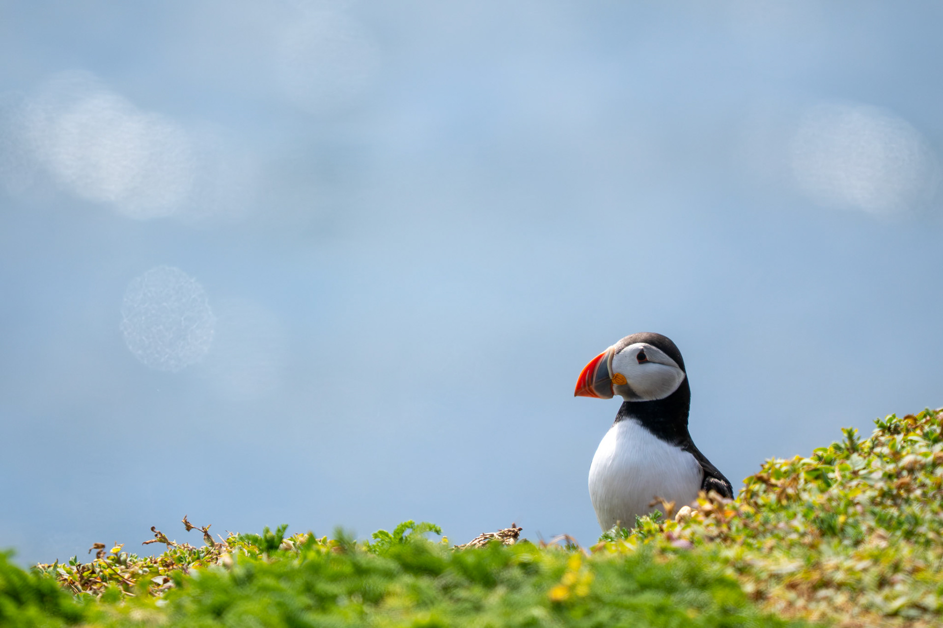 Puffin, Ireland