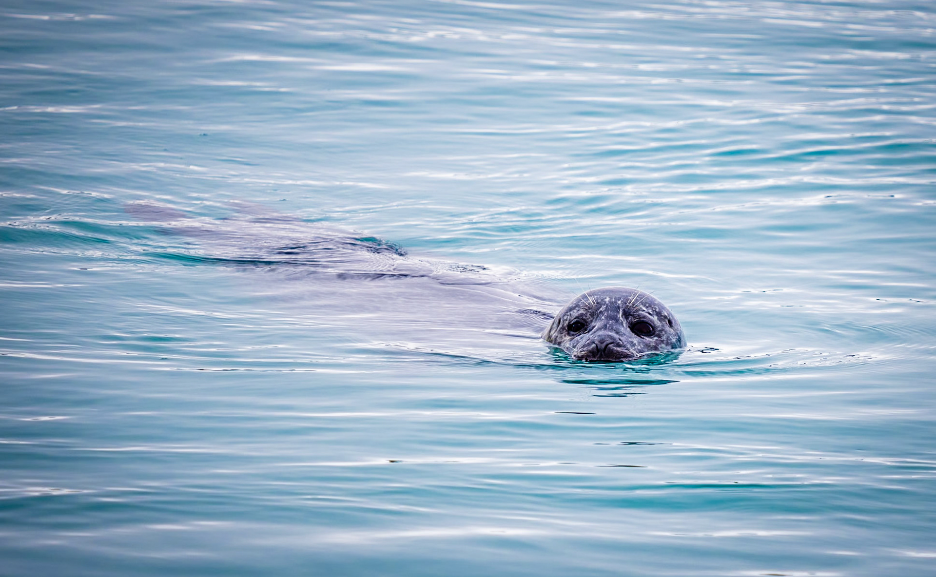 Seal, Jökulsárlón, Southern Iceland