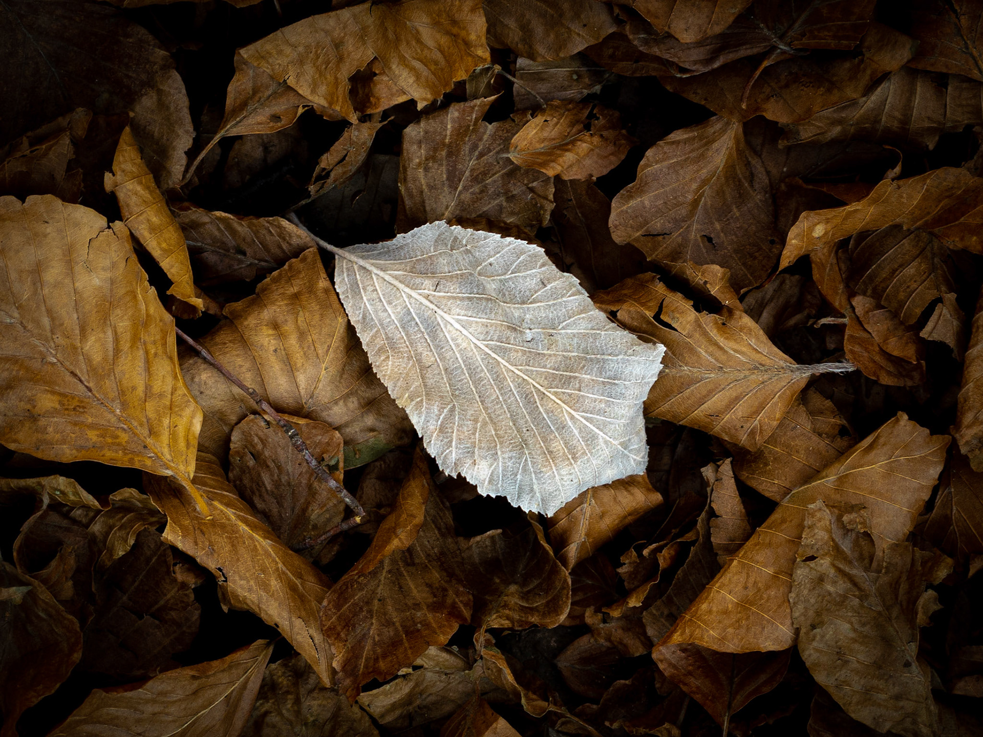 Fall Colors in Montseny