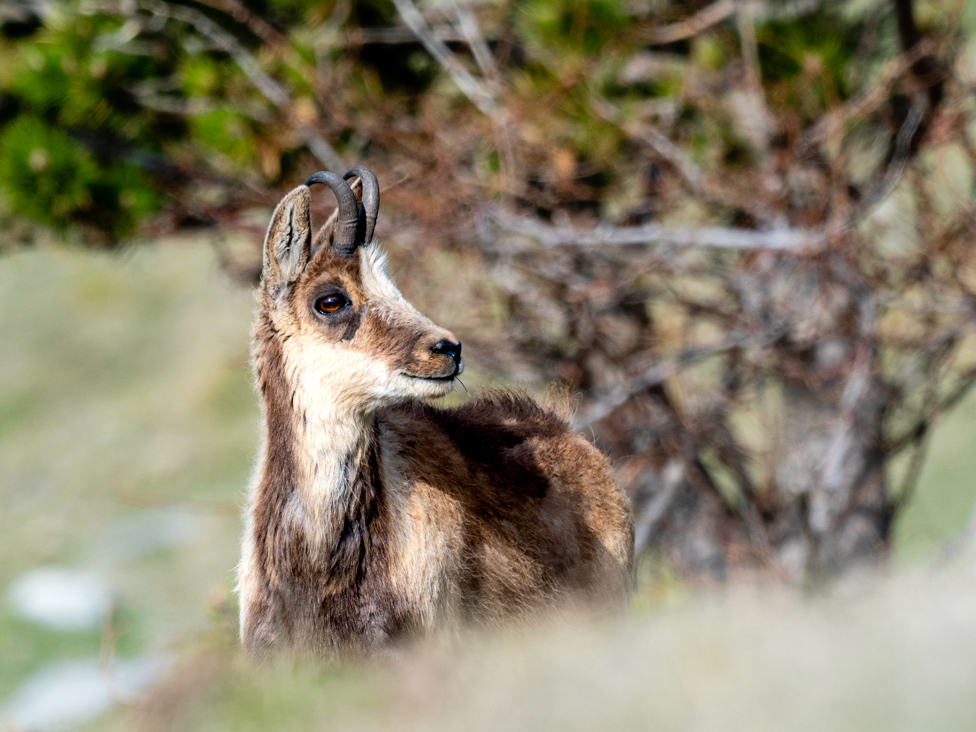 Rebeco (Rupicapra pyrenaica), Coll de Pal