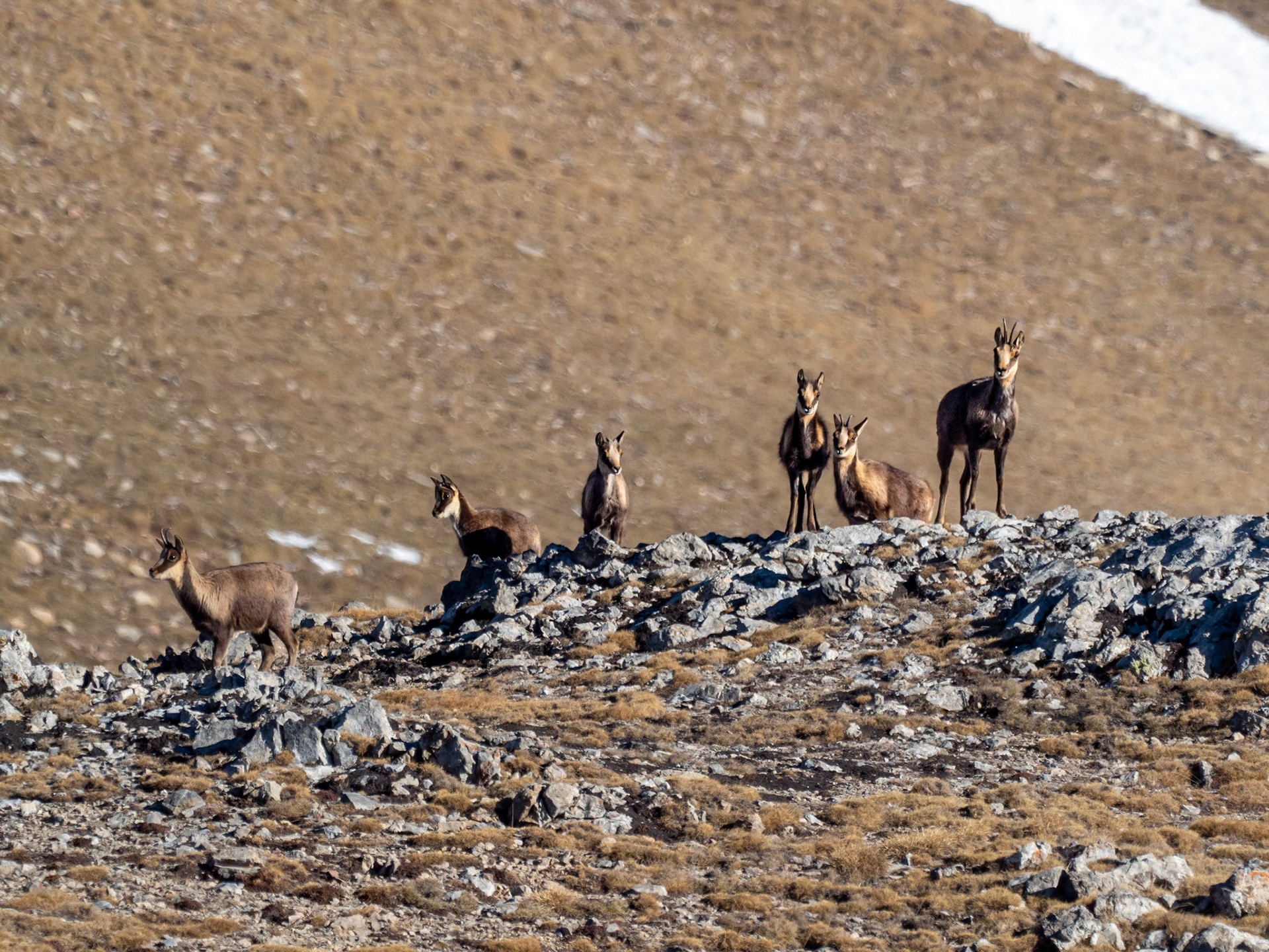 Rebeco (Rupicapra pyrenaica), Coll de Pal