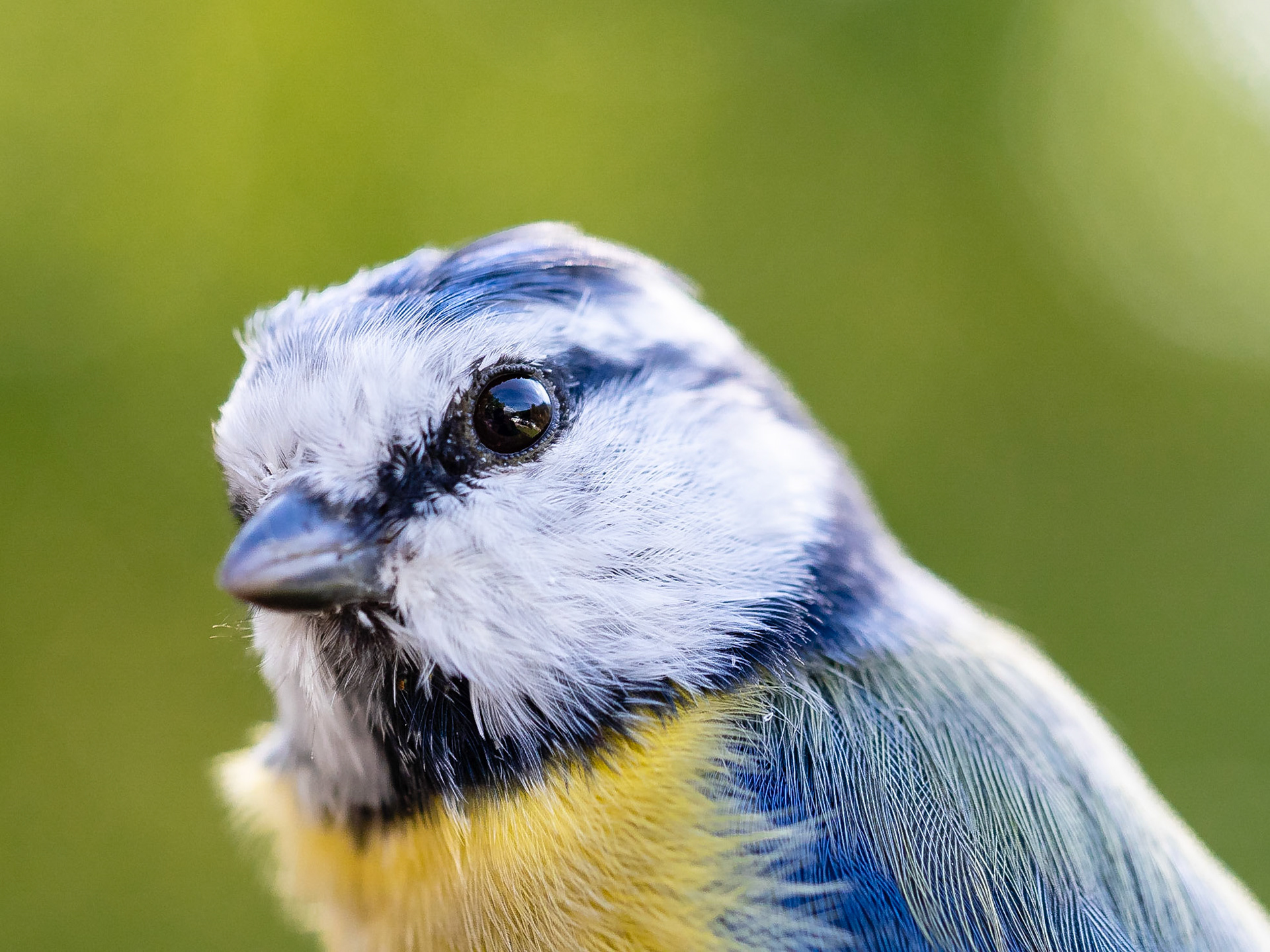 Herrerillo común (Parus caeruleus), jornadas de anillamiento Parc Natural Cadí-Moixeró