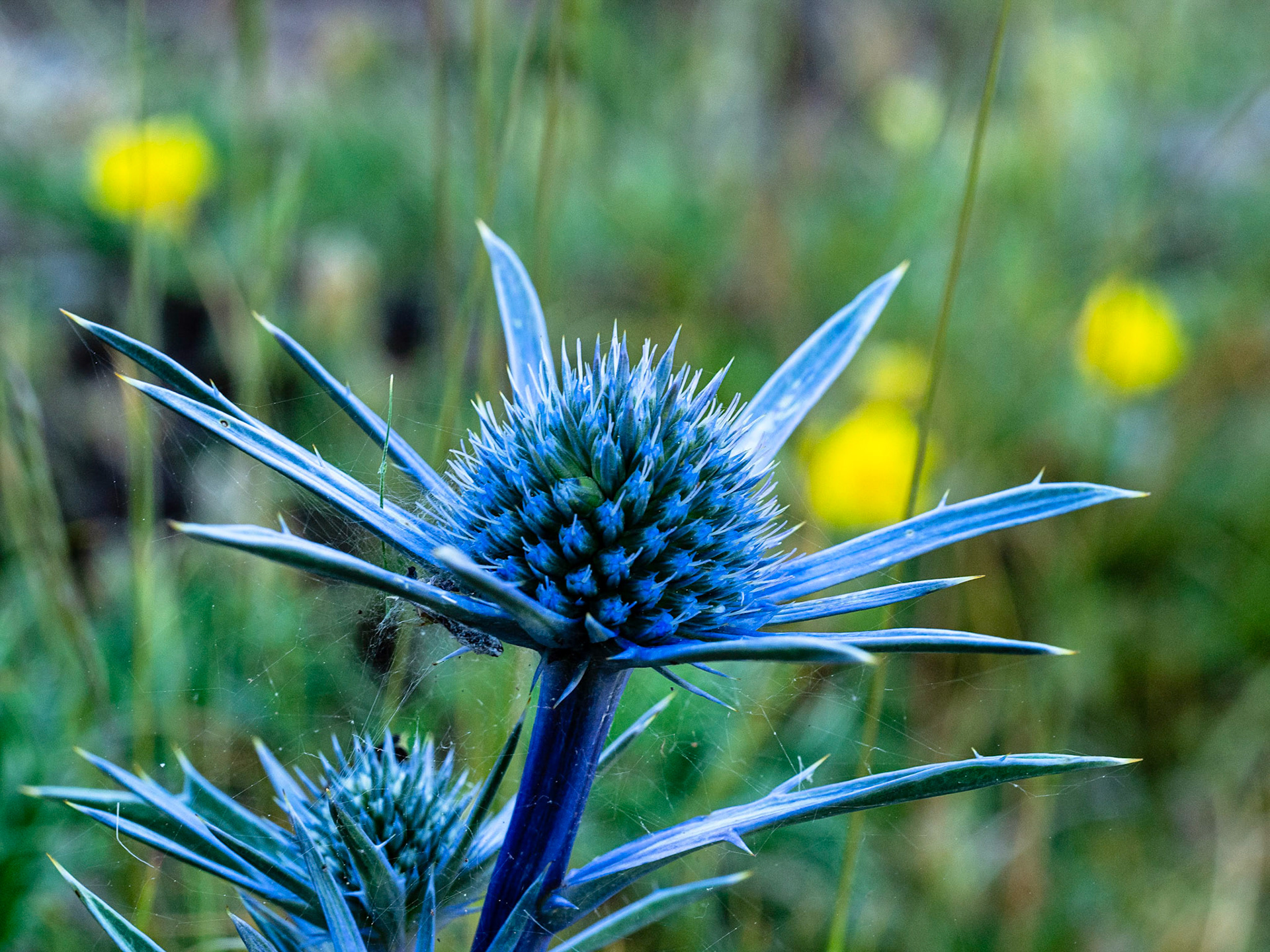 Cardo azul (Eryngium bourgatii)