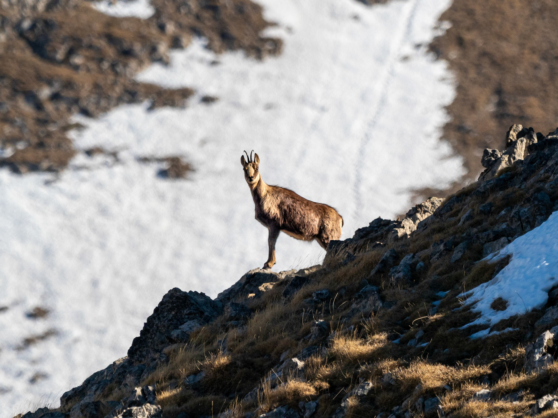 Rebeco (Rupicapra pyrenaica), Coll de Pal