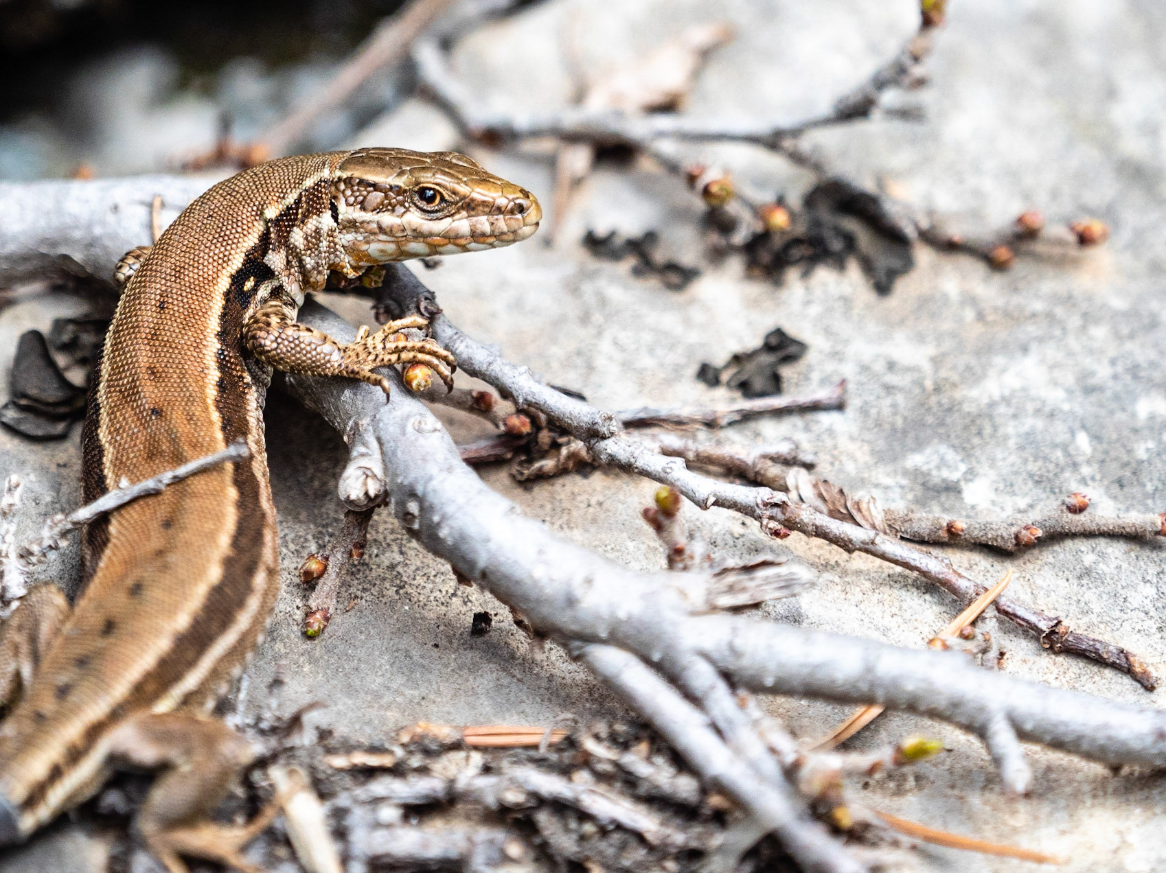 Lagartija común de roca (Podarcis muralis)
