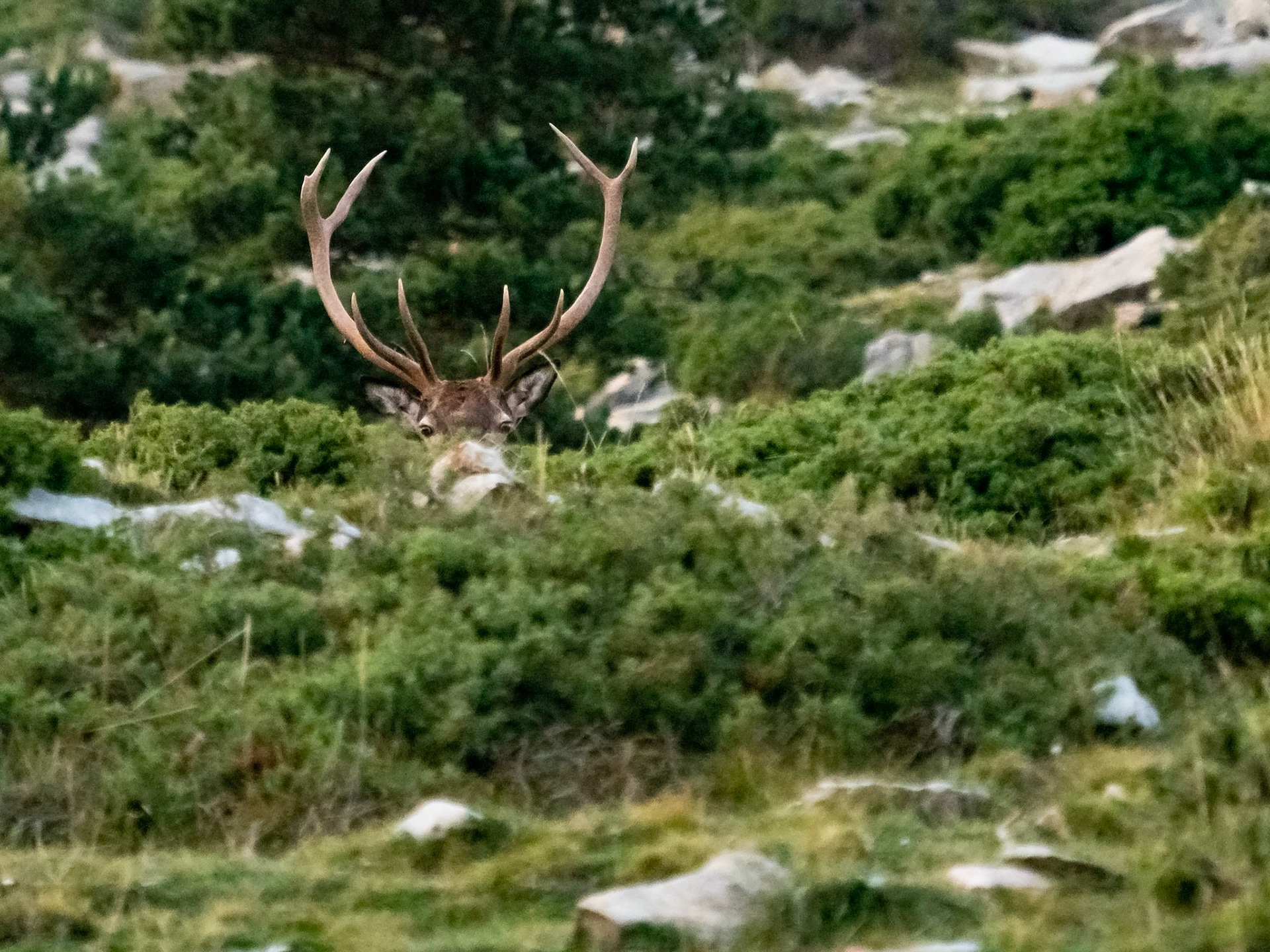 Ciervo (Cervus elaphus) en otoño