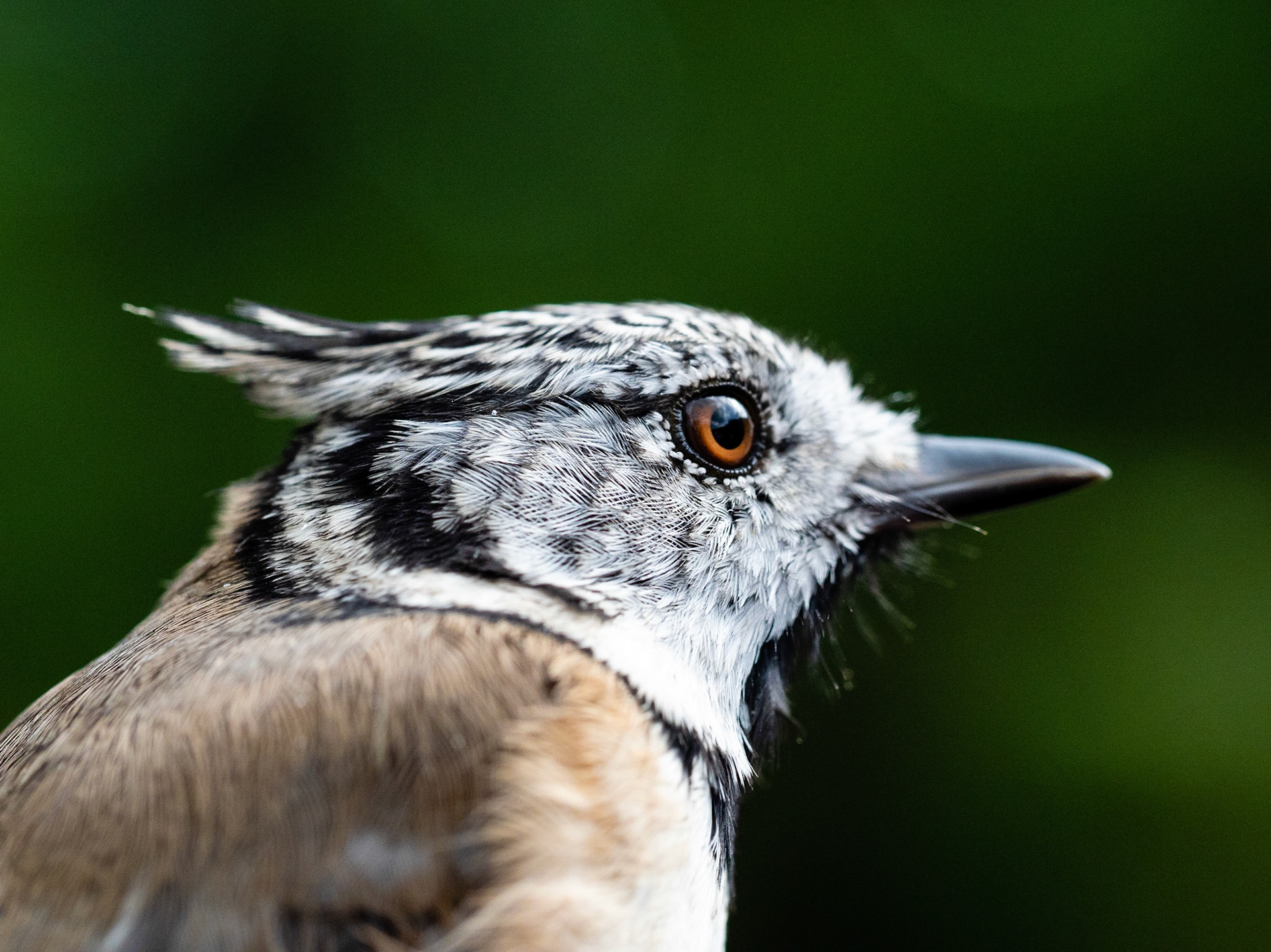 Herrerillo capuchino (Lophophanes cristatus), jornadas de anillamiento Parc Natural Cadí-Moixeró
