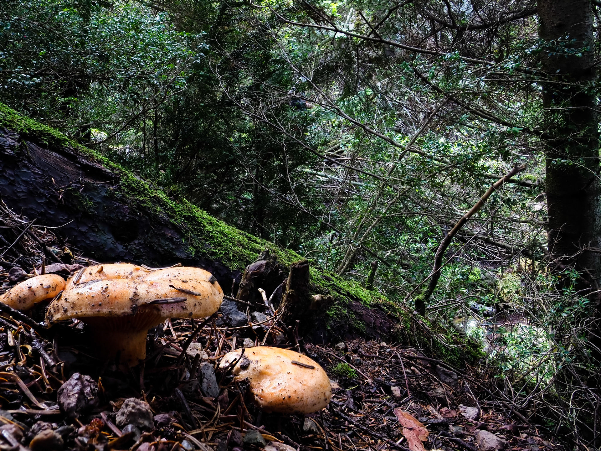 Robellones (Lactarius deliciosus)