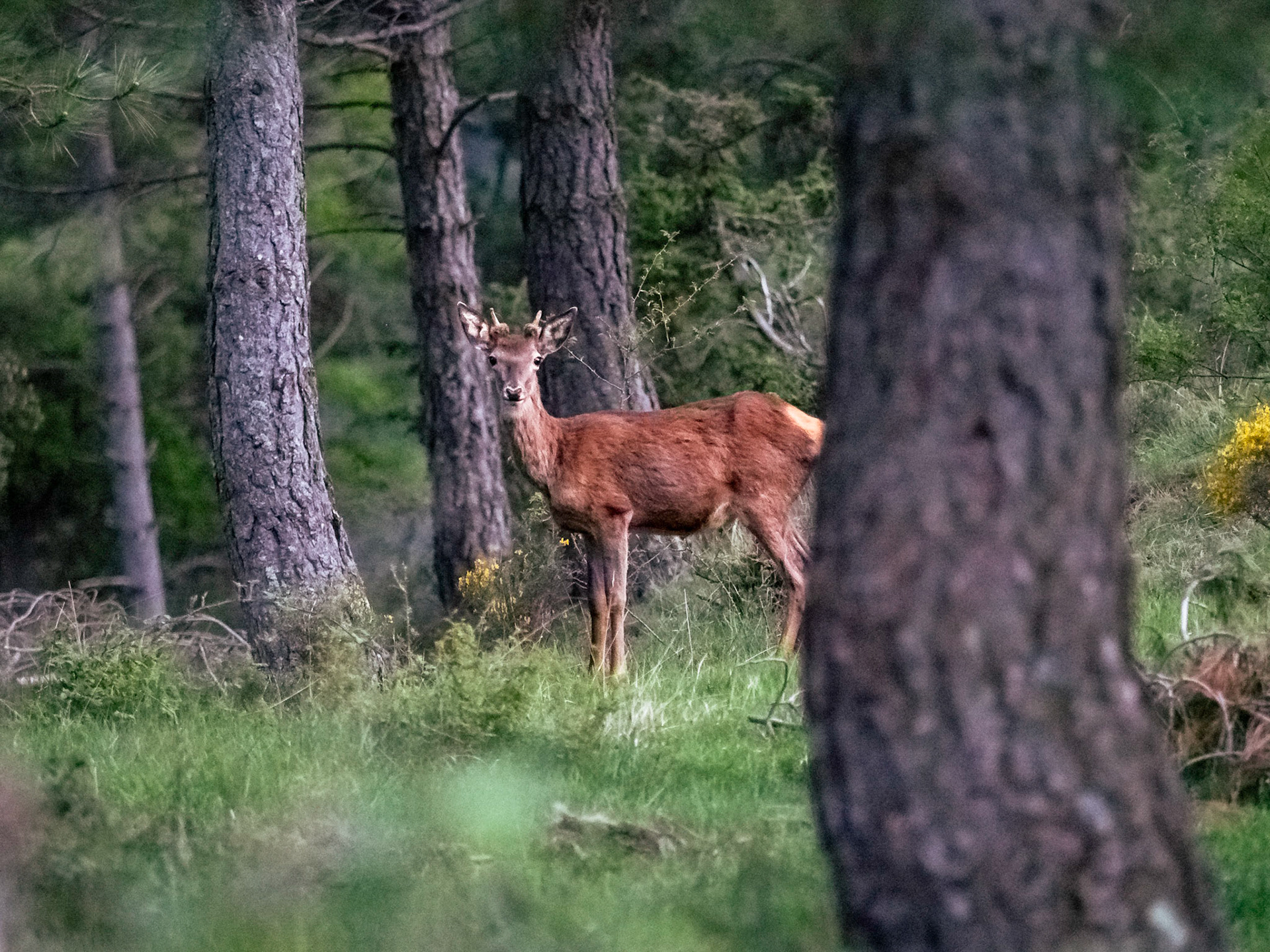 Ciervo (Cervus elaphus) en primavera