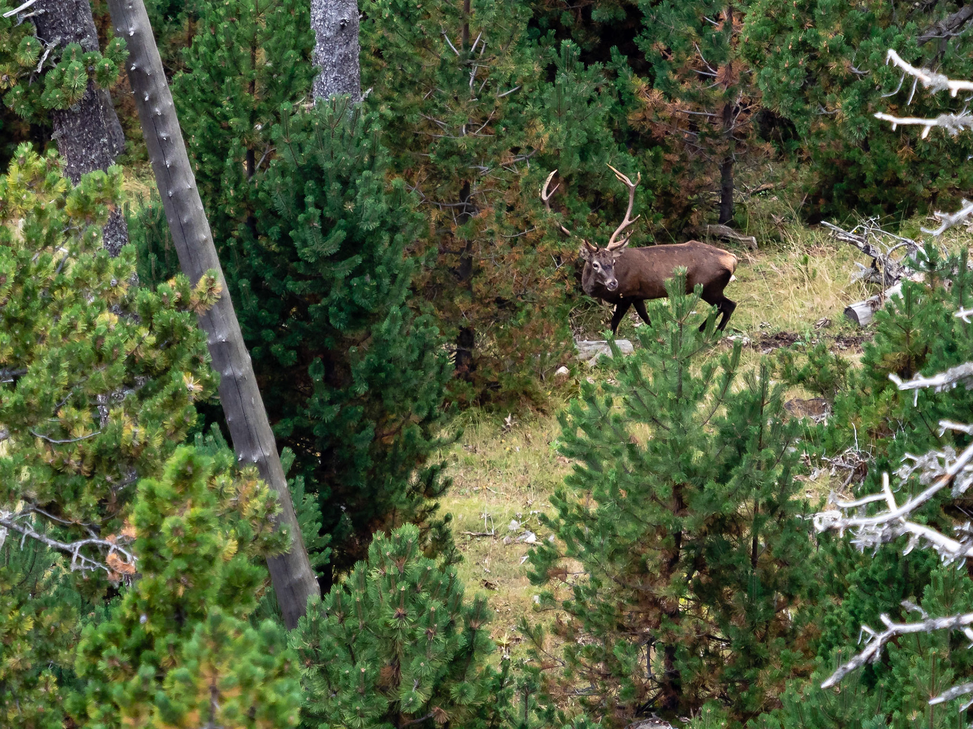 Ciervos (Cervus elaphus) en otoño