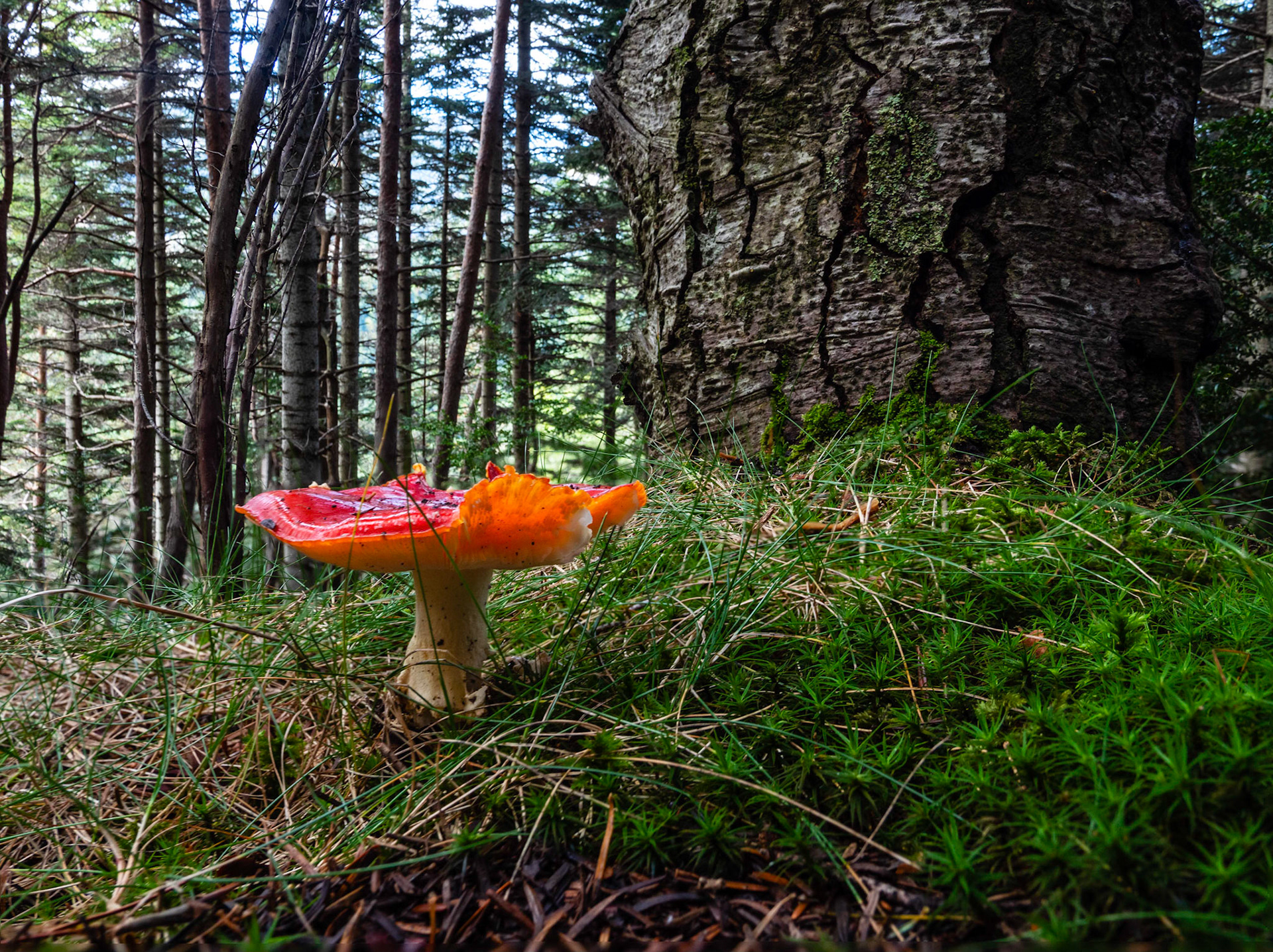 Bosque Avetosa de Riu, Riu de Cerdanya