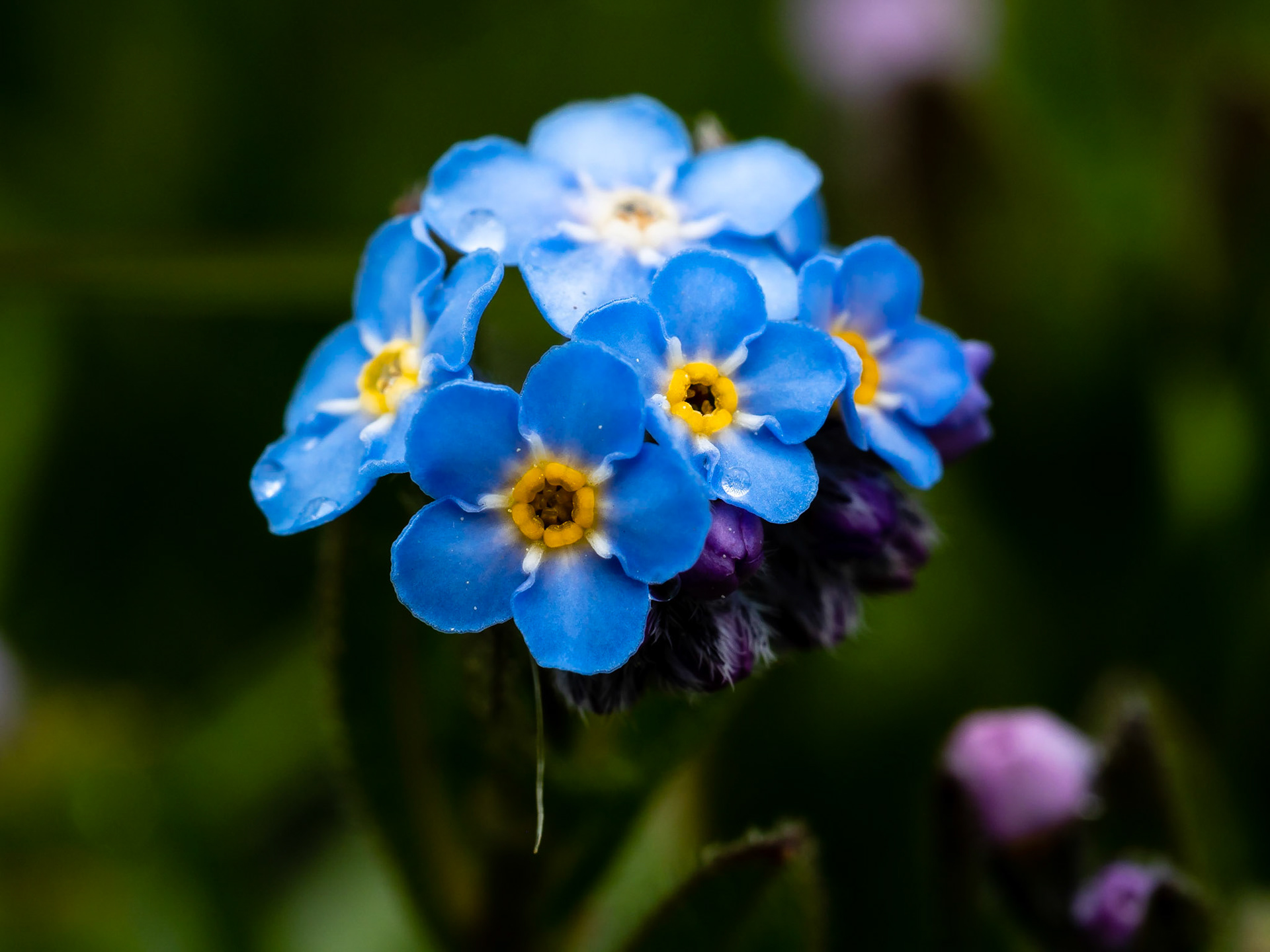 Nomeolvides, Miosotis alpina (Myosotis alpestris)