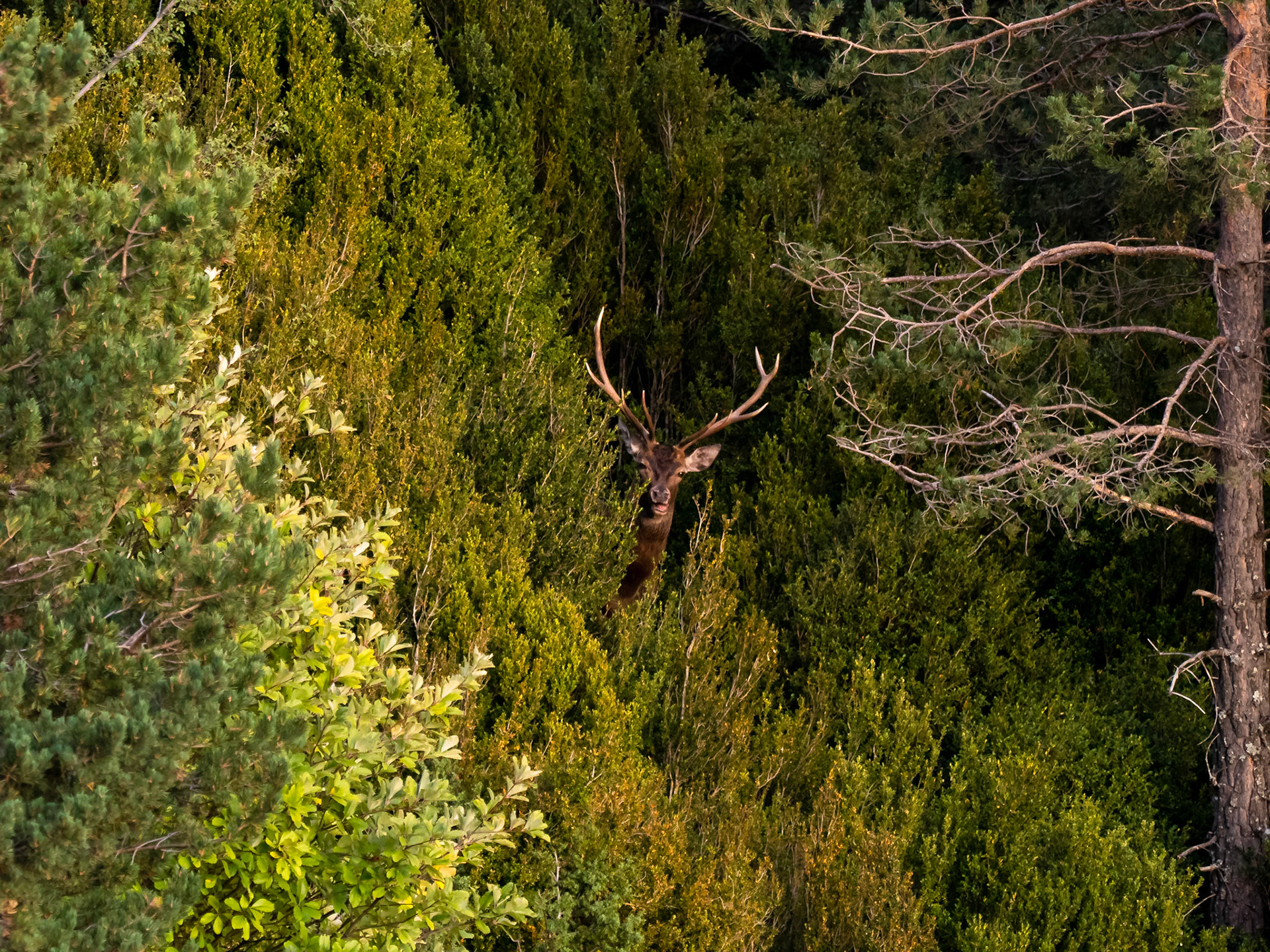 Ciervo (Cervus elaphus) en otoño