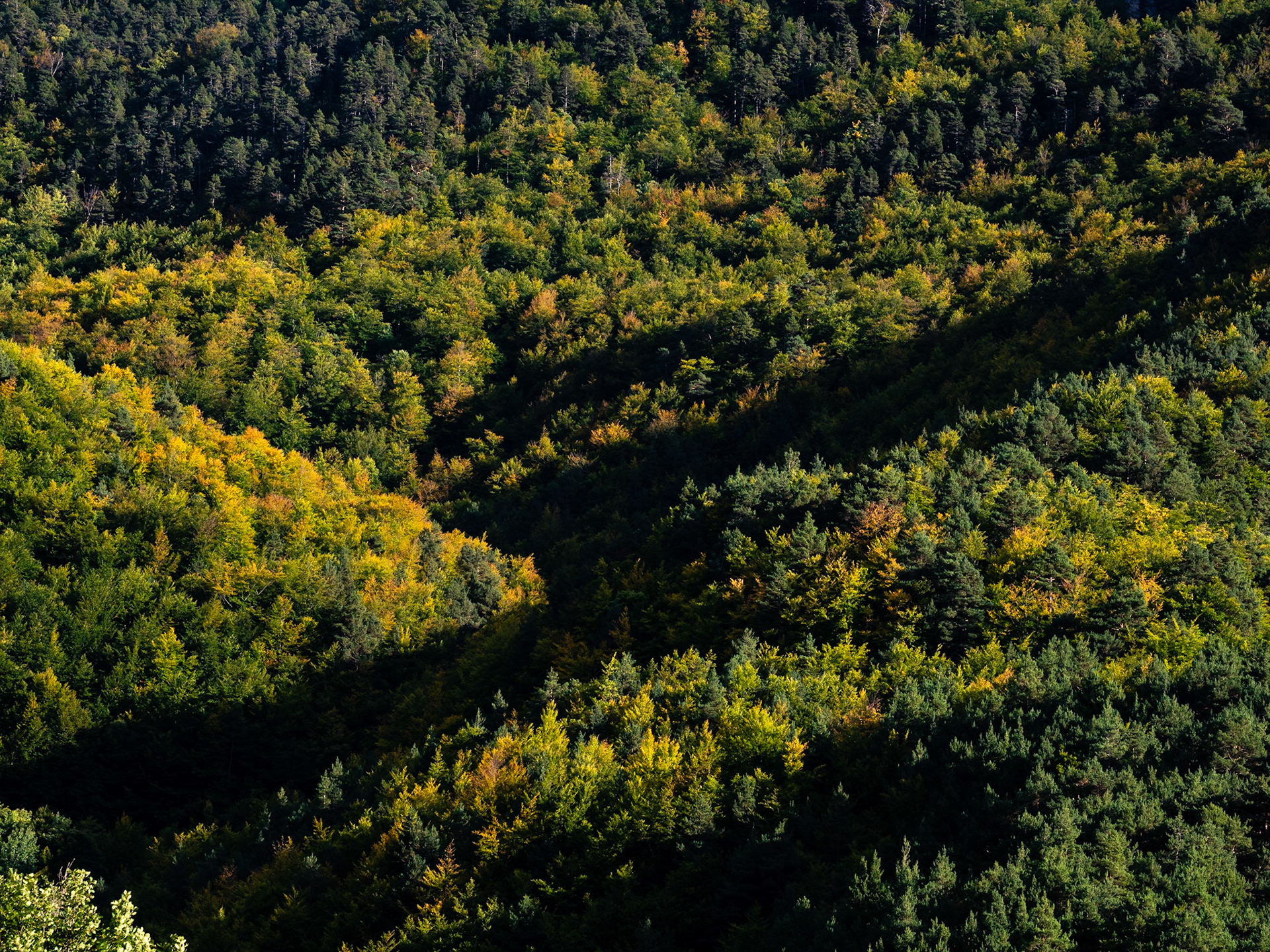 Bosques iniciando otoño desde Coll de Pal