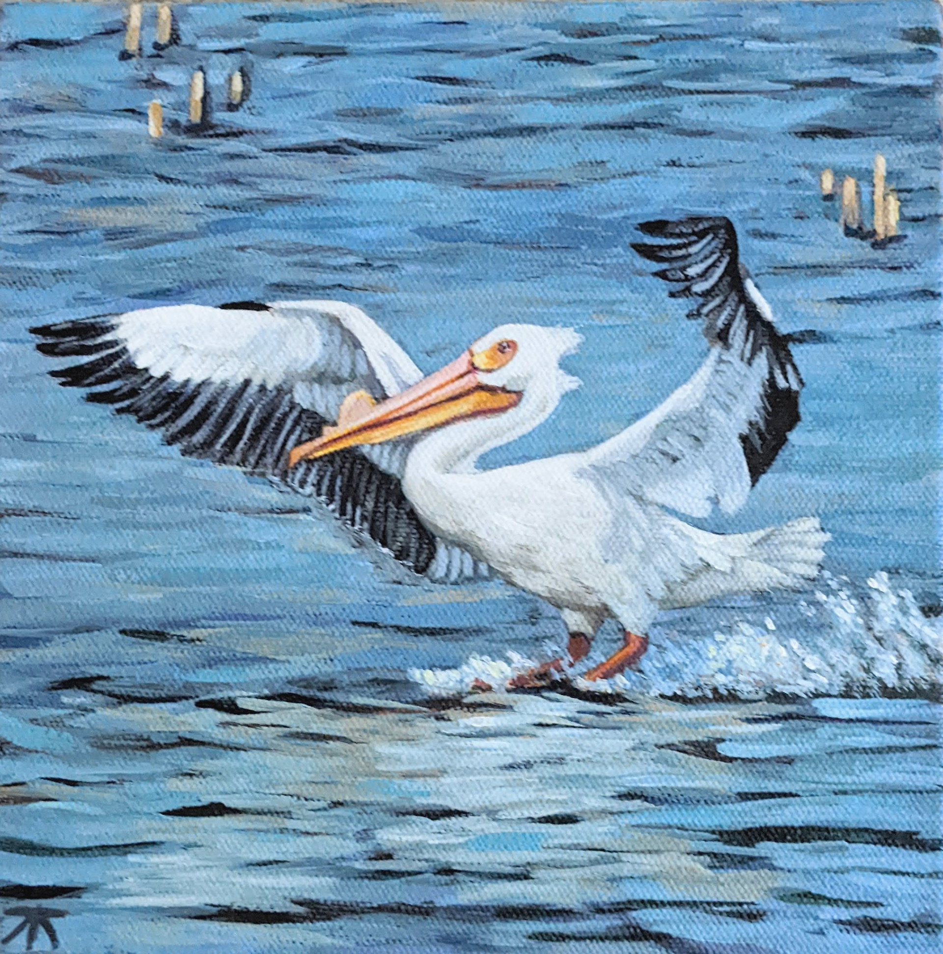 Pelican at Big Marsh, 8x8 inches on gallery wrapped canvas, $200