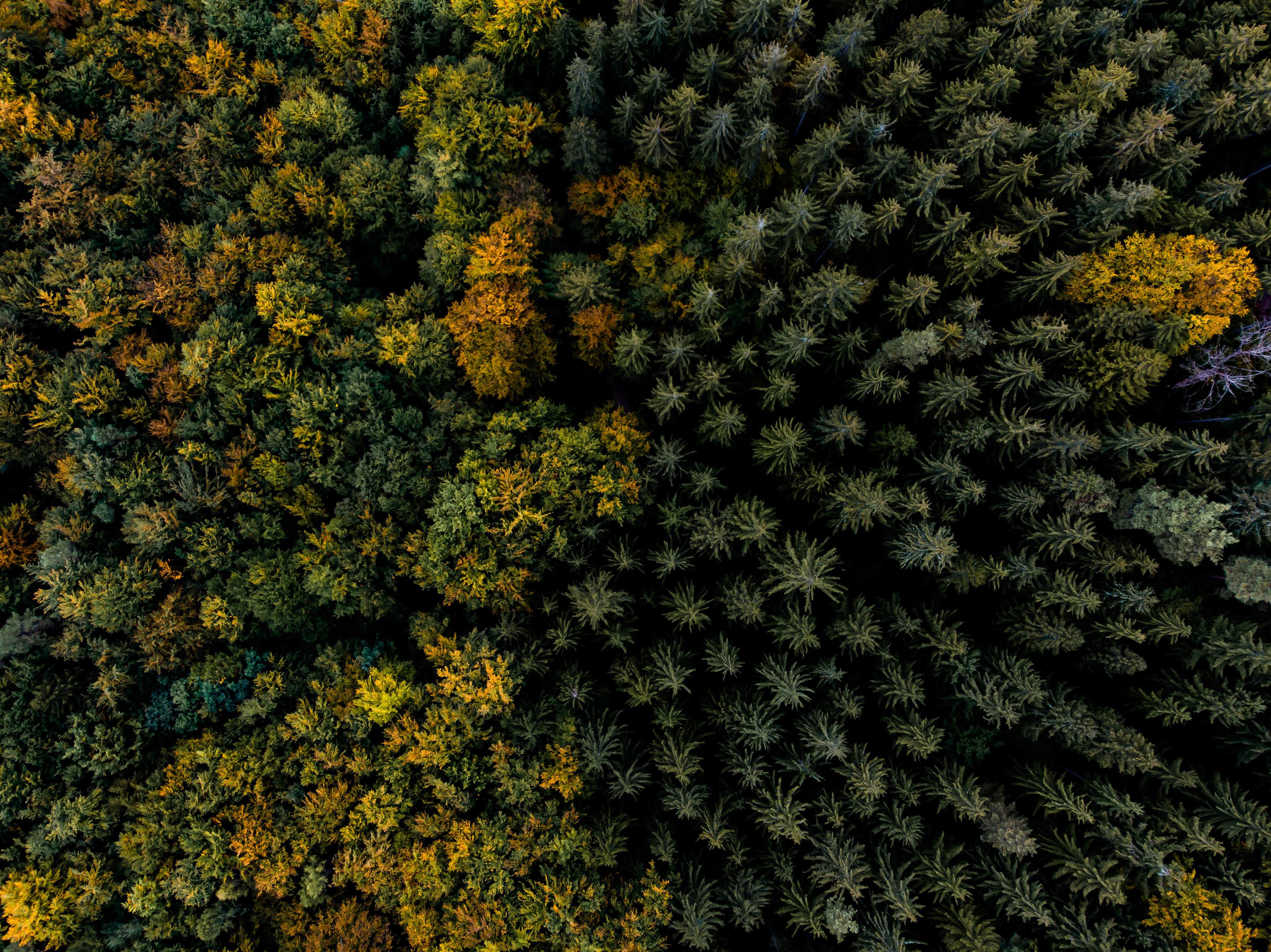 Germany, Saxony. Aerial shot of in the National Park of Saxon Switzerland in eastern Germany.