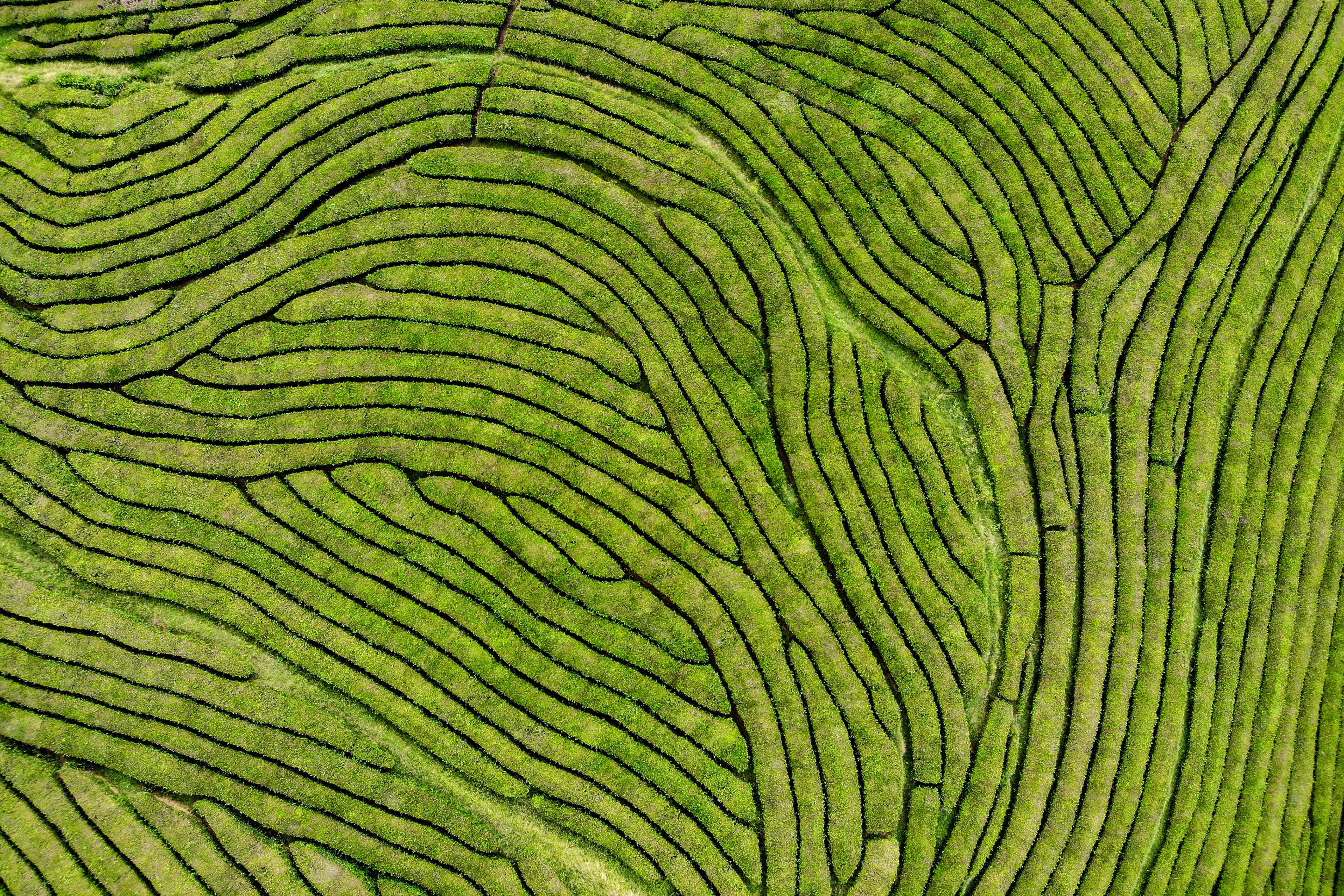 Azores, Ilha de São Miguel. Gorreana tea plantation, the oldest and nowadays the only tea plantation in Europe.