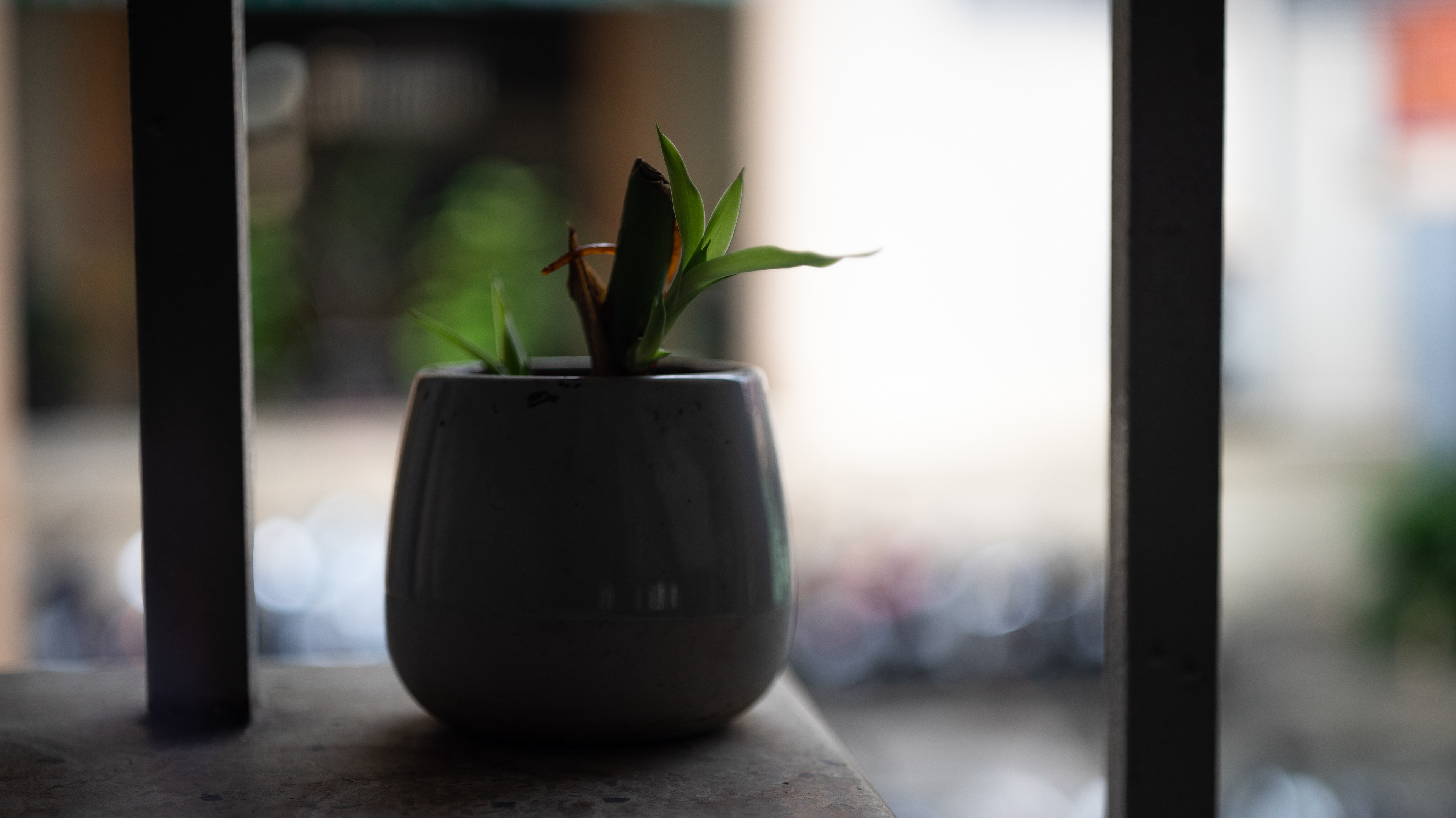 Ủ mầm | Germination
