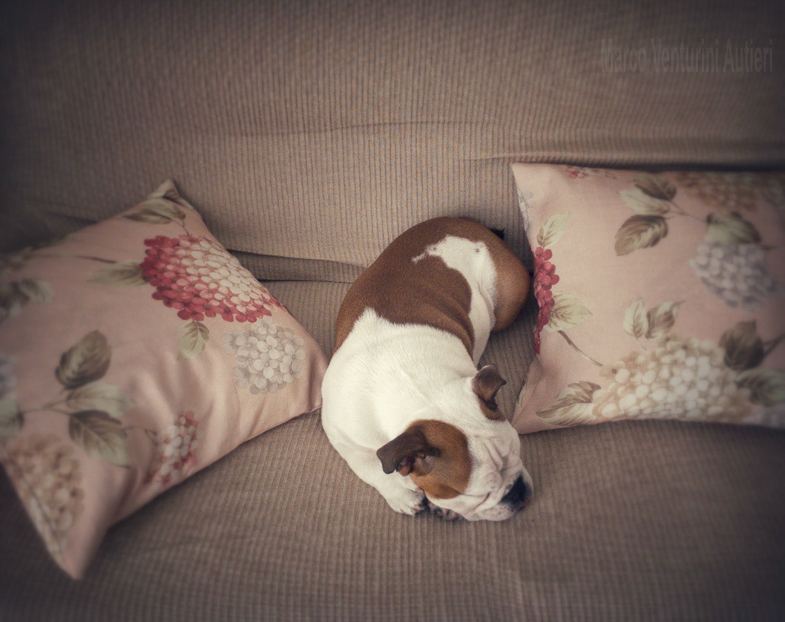 Who needs a pet bed?