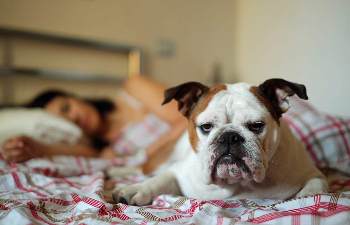 Eleven months old English bulldog intrusively rests on her owner's bed while she sleeps. Shallow focus on the dog