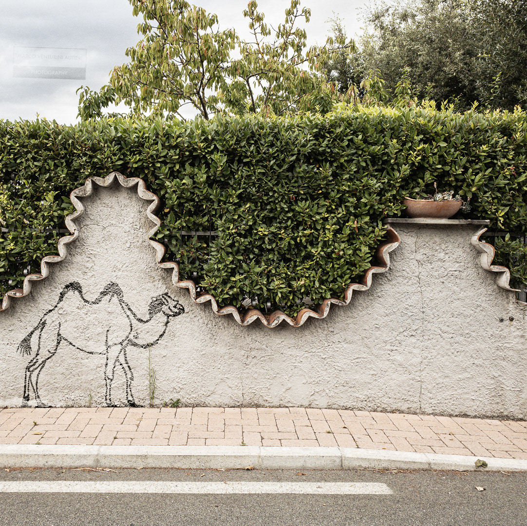 Drawing by Katia Giacalone. Cenaia