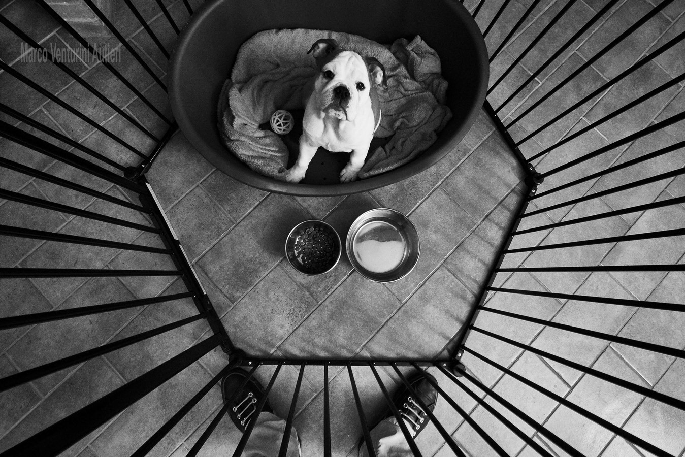 Still being trained in her cage